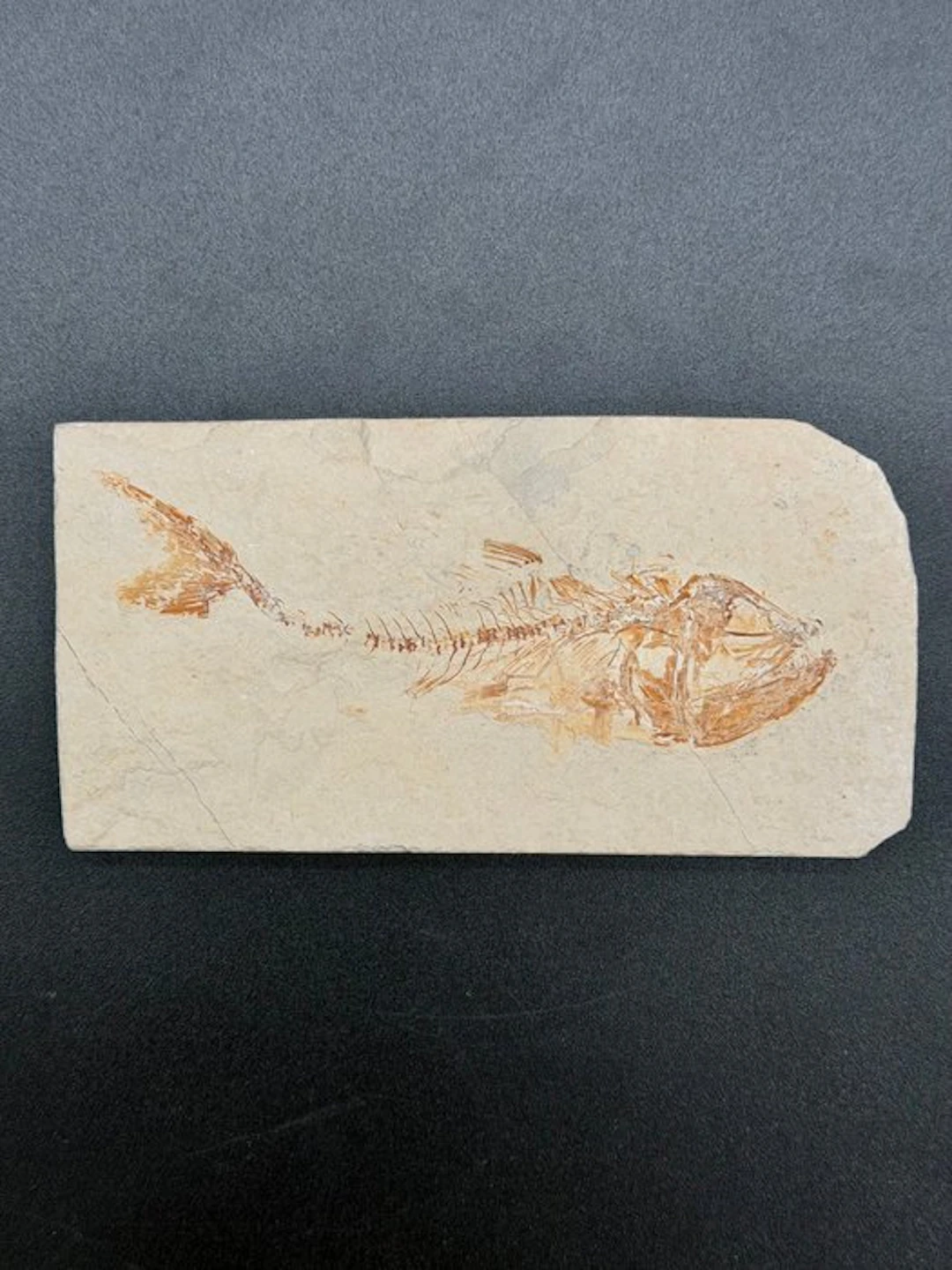 Fish - Fossilised articulated skeleton - Echodus sp - 7...