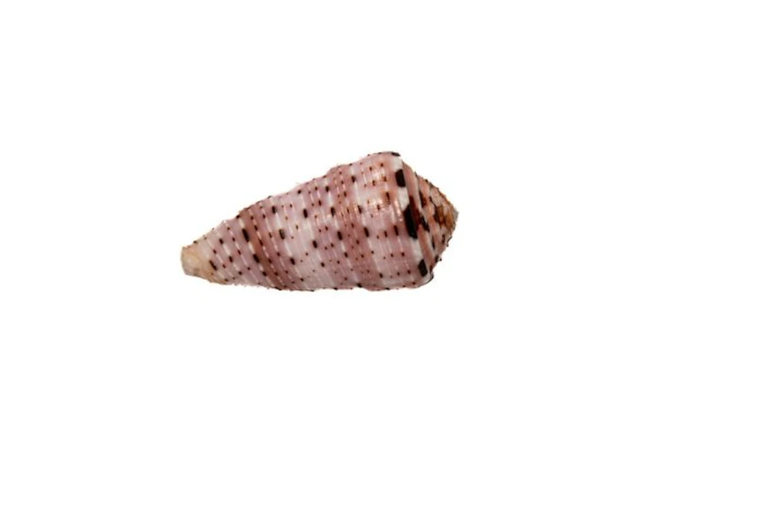 Colorful collector's piece: Conus aurisiacus (45 mm) – GEM-quality from Phuket