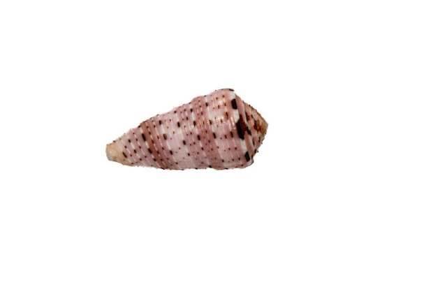 Colorful collector's piece: Conus aurisiacus (45 mm) – GEM-quality from Phuket
