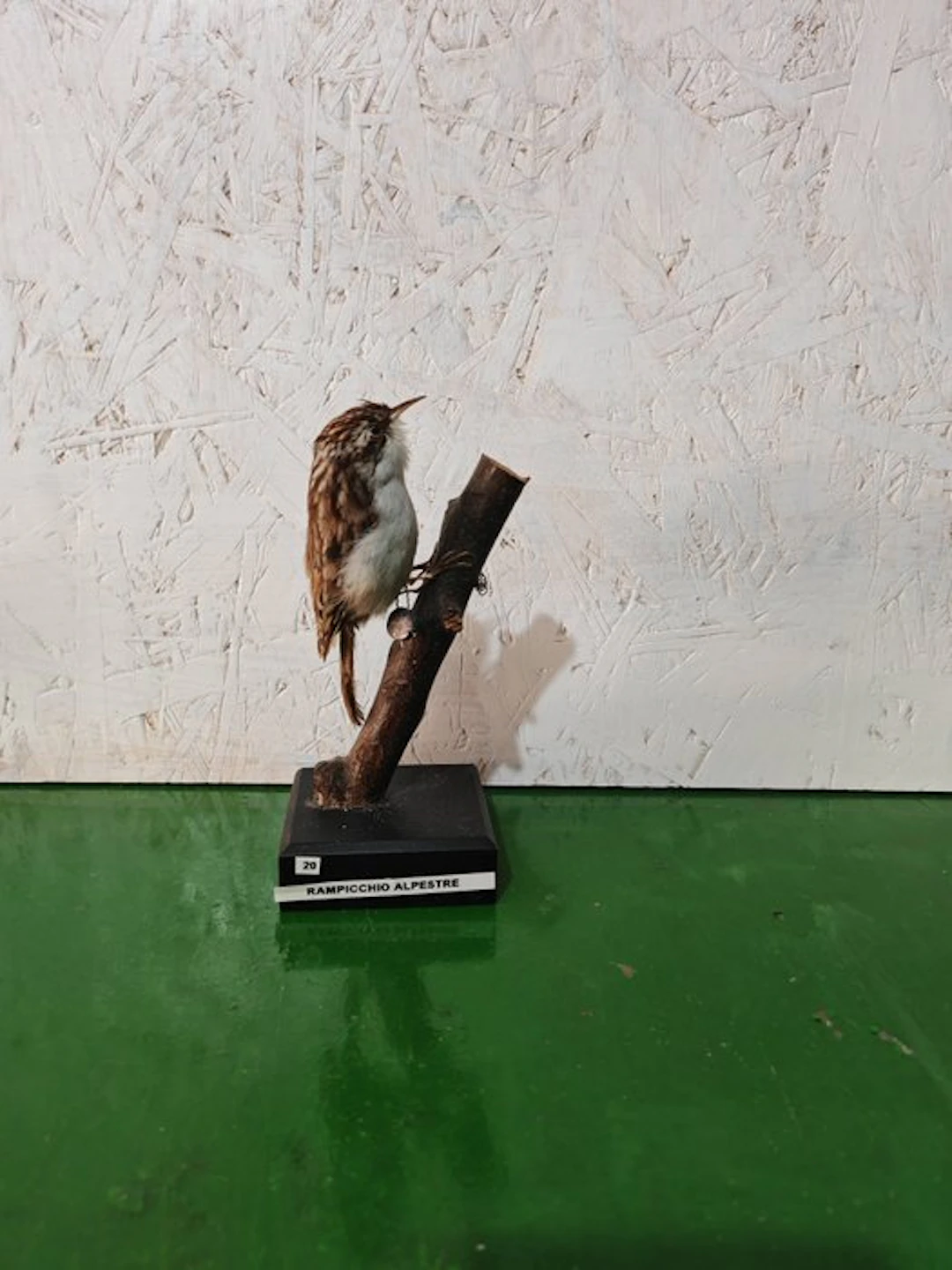 Alpine treecreeper Taxidermy full body mount - Certhia...