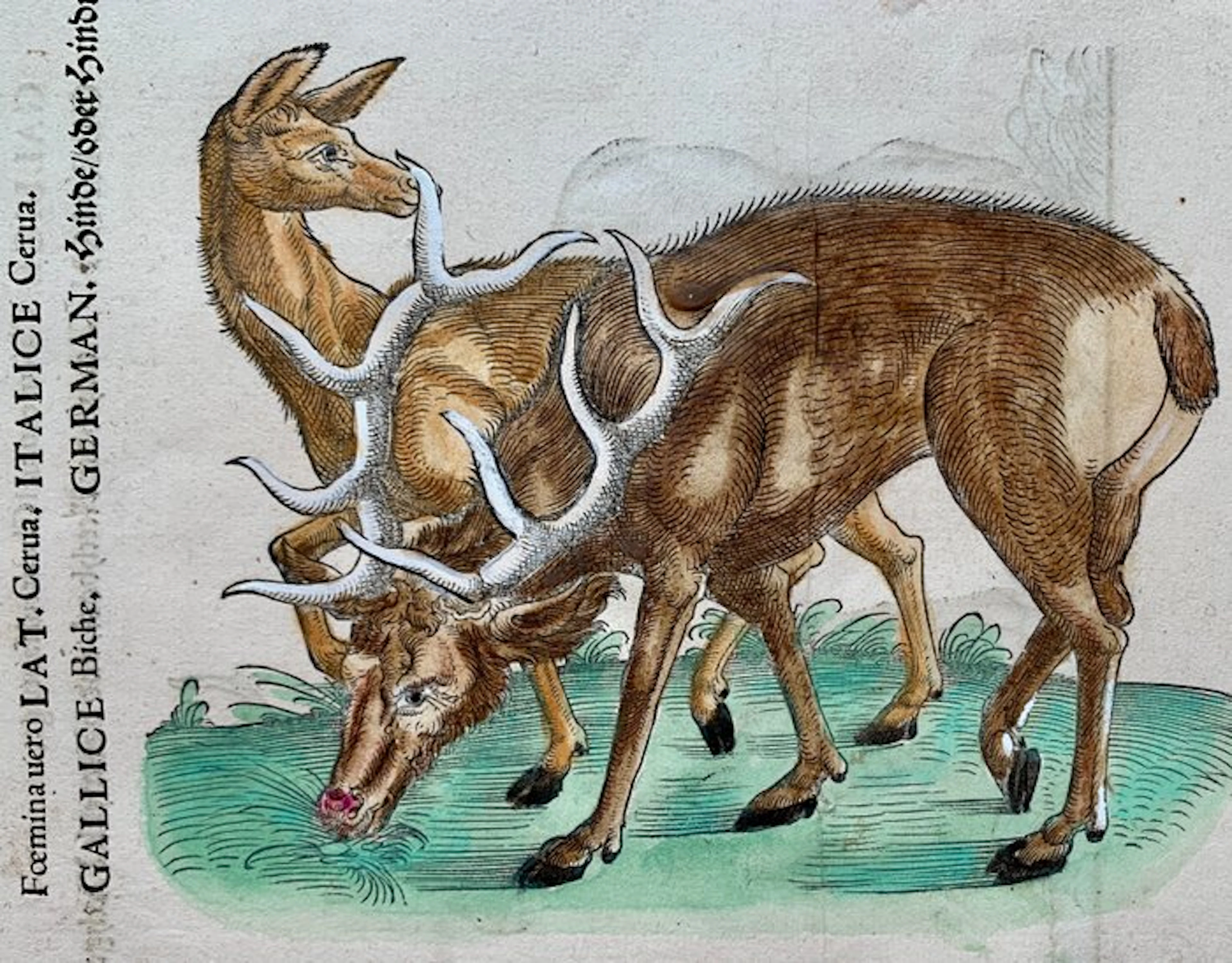Conrad Gesner - Nomenclator aquatilium animantium - 1560