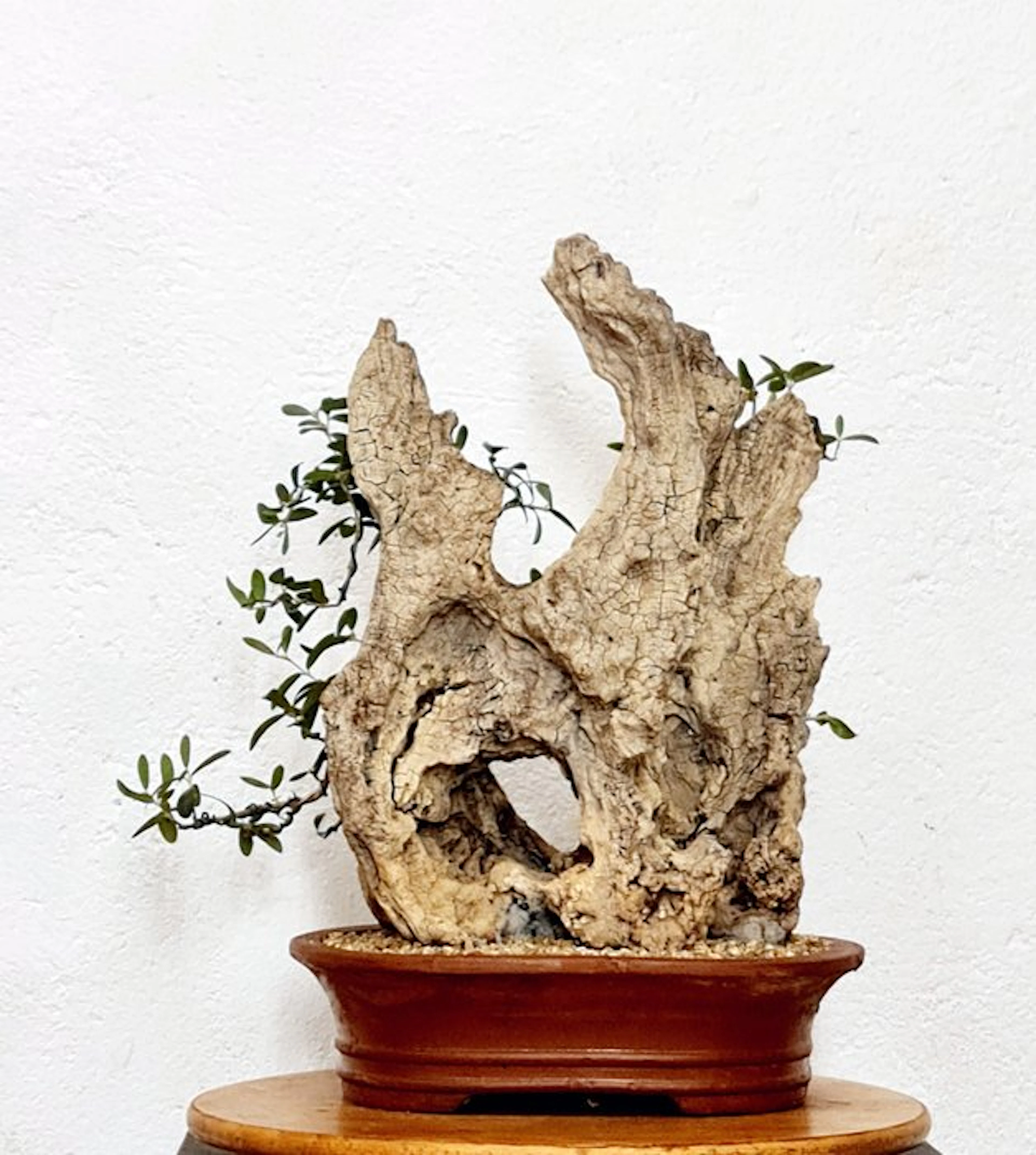Olive bonsai (Olea europaea) - Height (Tree): 38 cm...