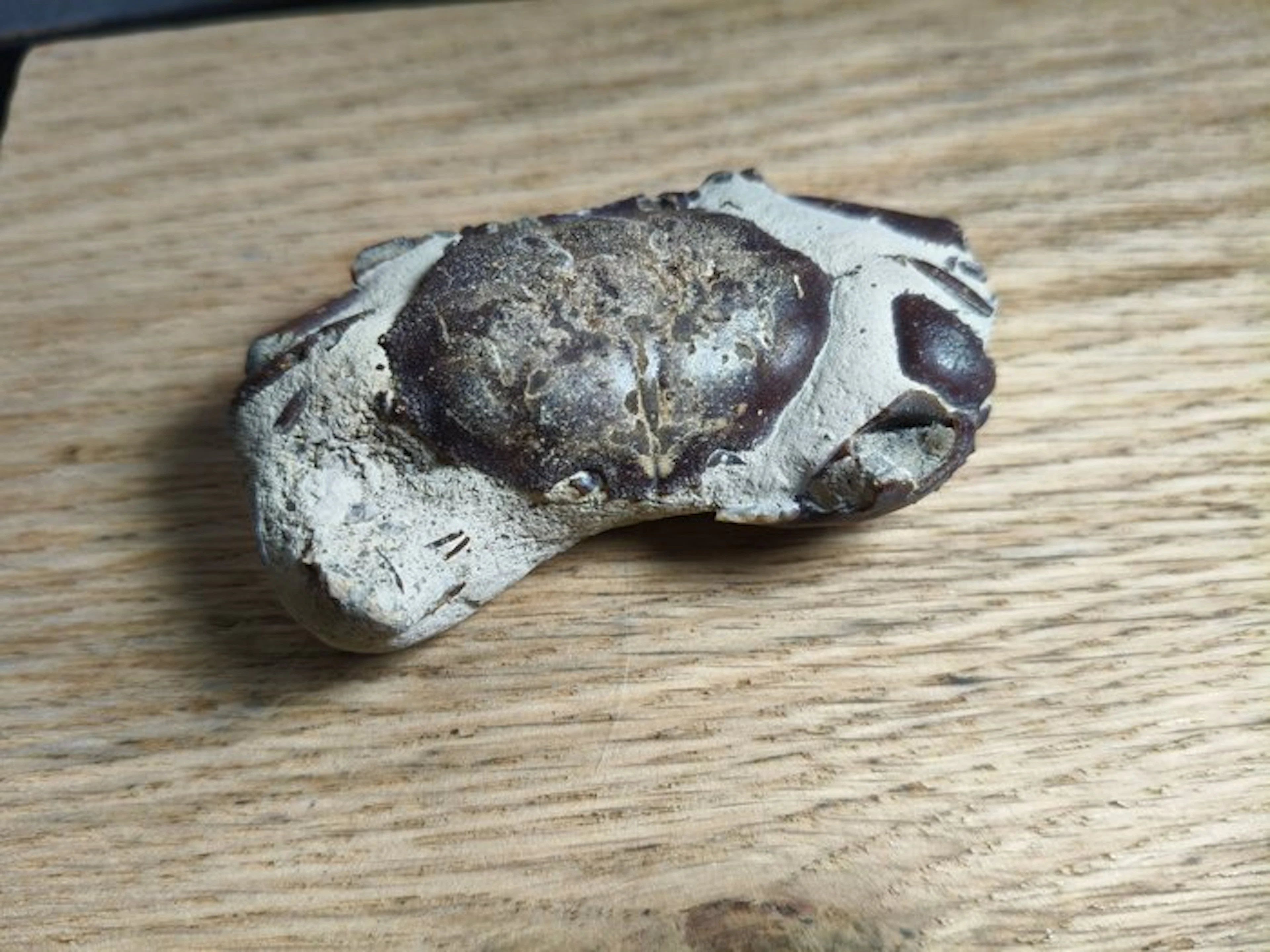 Crab - Fossil matrix - Galene sp.