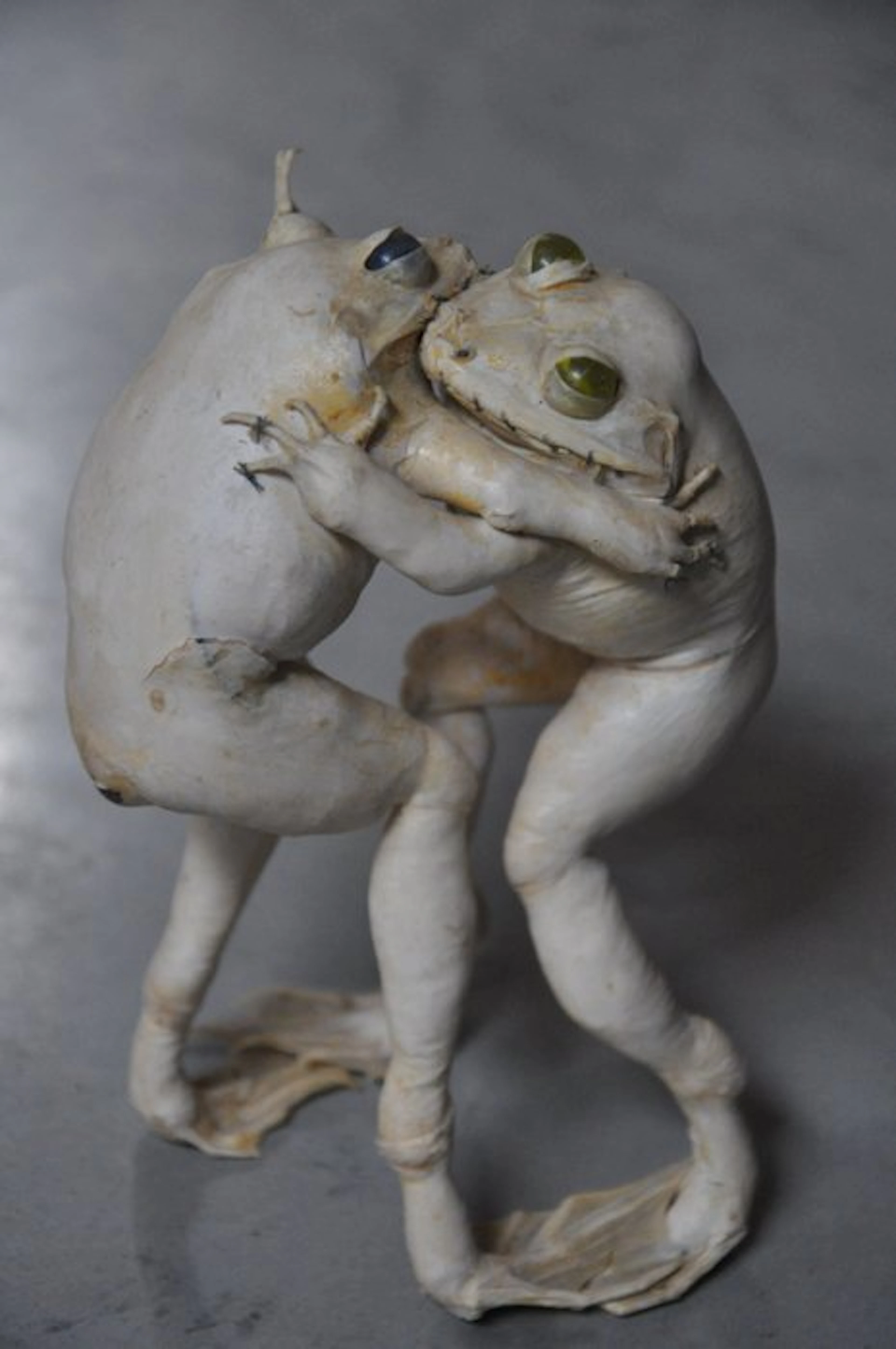 bullfrog Taxidermy full body mount - Lithobates...