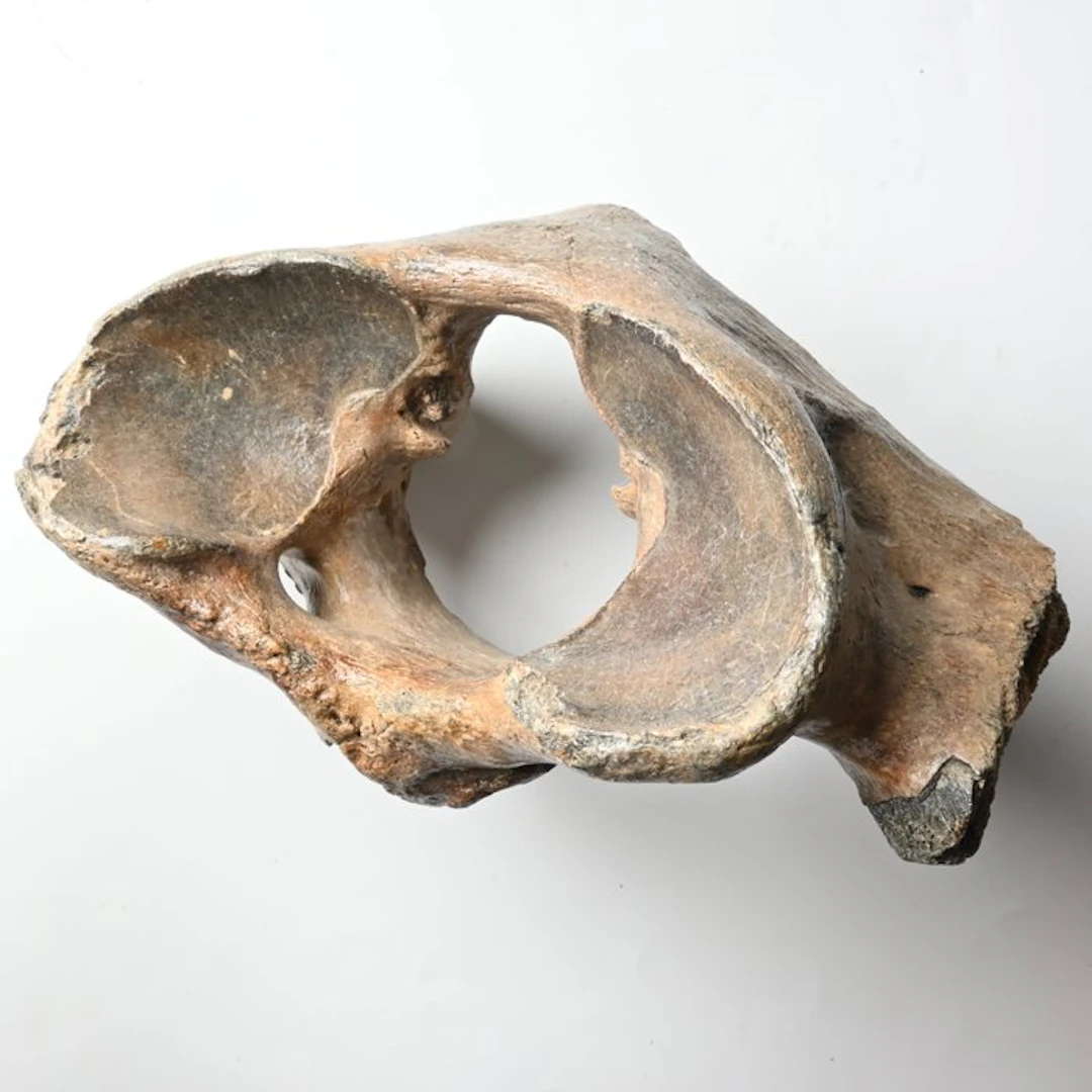 Woolly Rhinoceros - Fossil vertebra bone - Coelodonta...