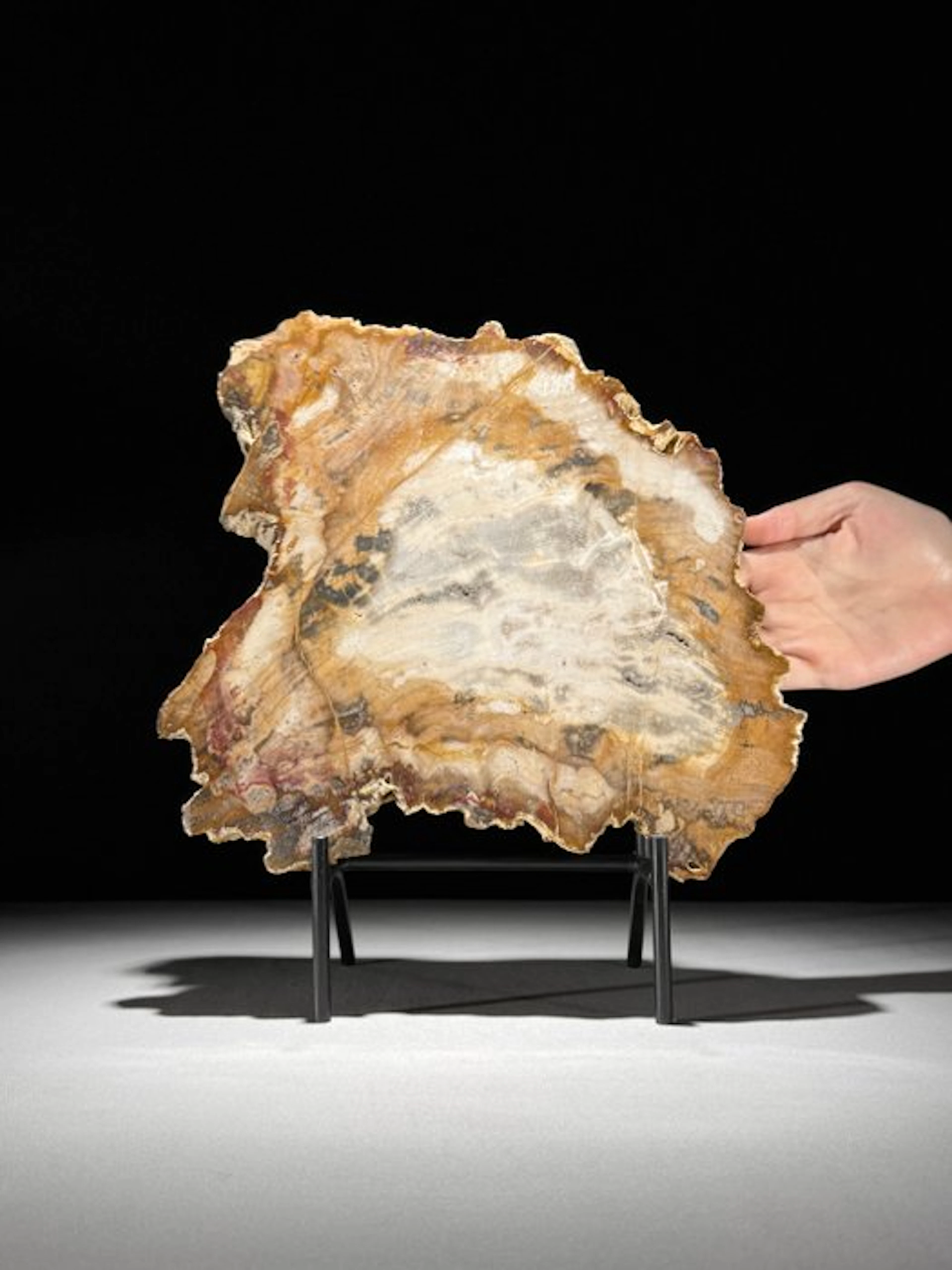 Stunning Slice RED of Petrified Wood on a custom stand...