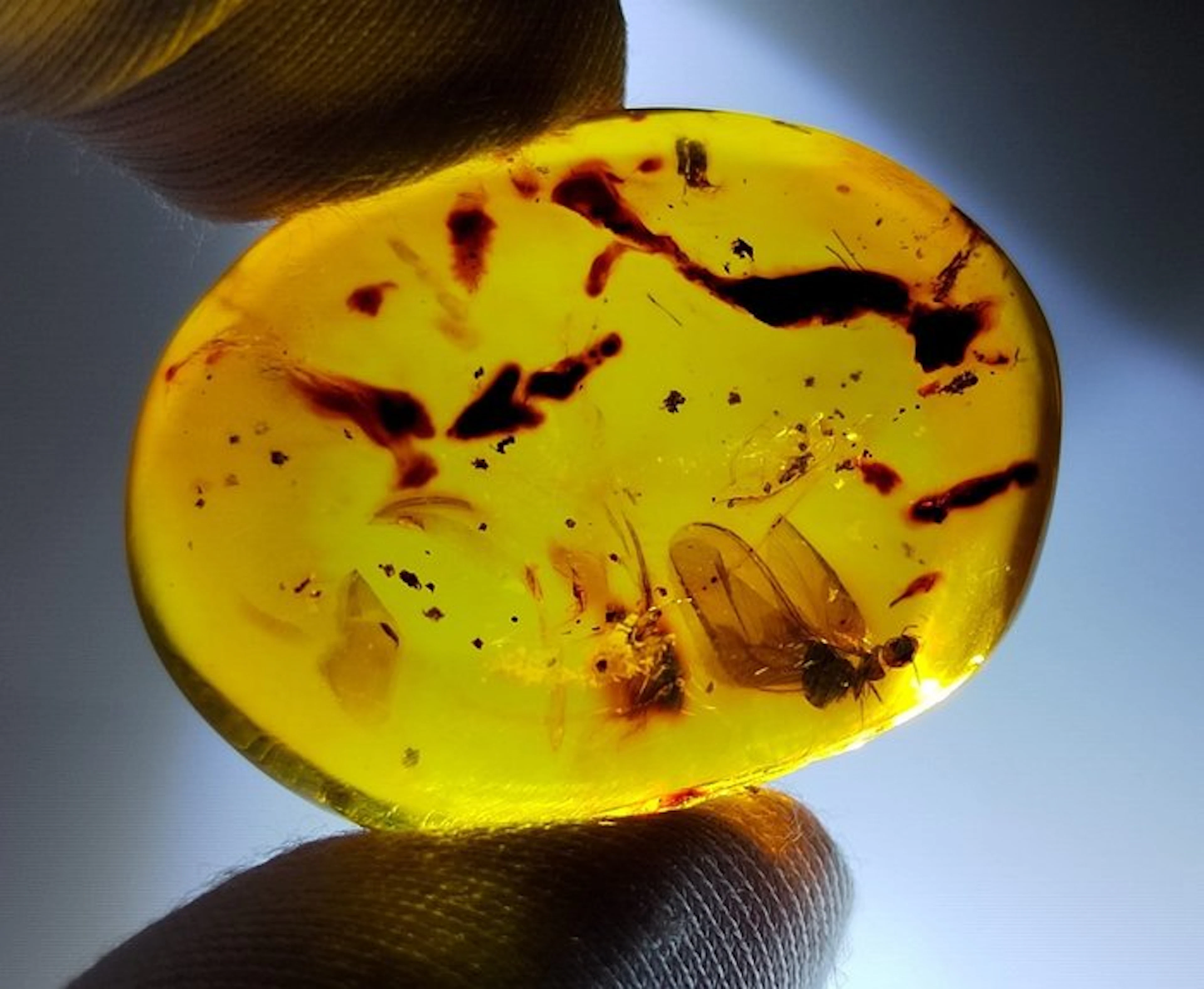 FOSSlL-AMAZING!! Dominican amber- 8.04 g