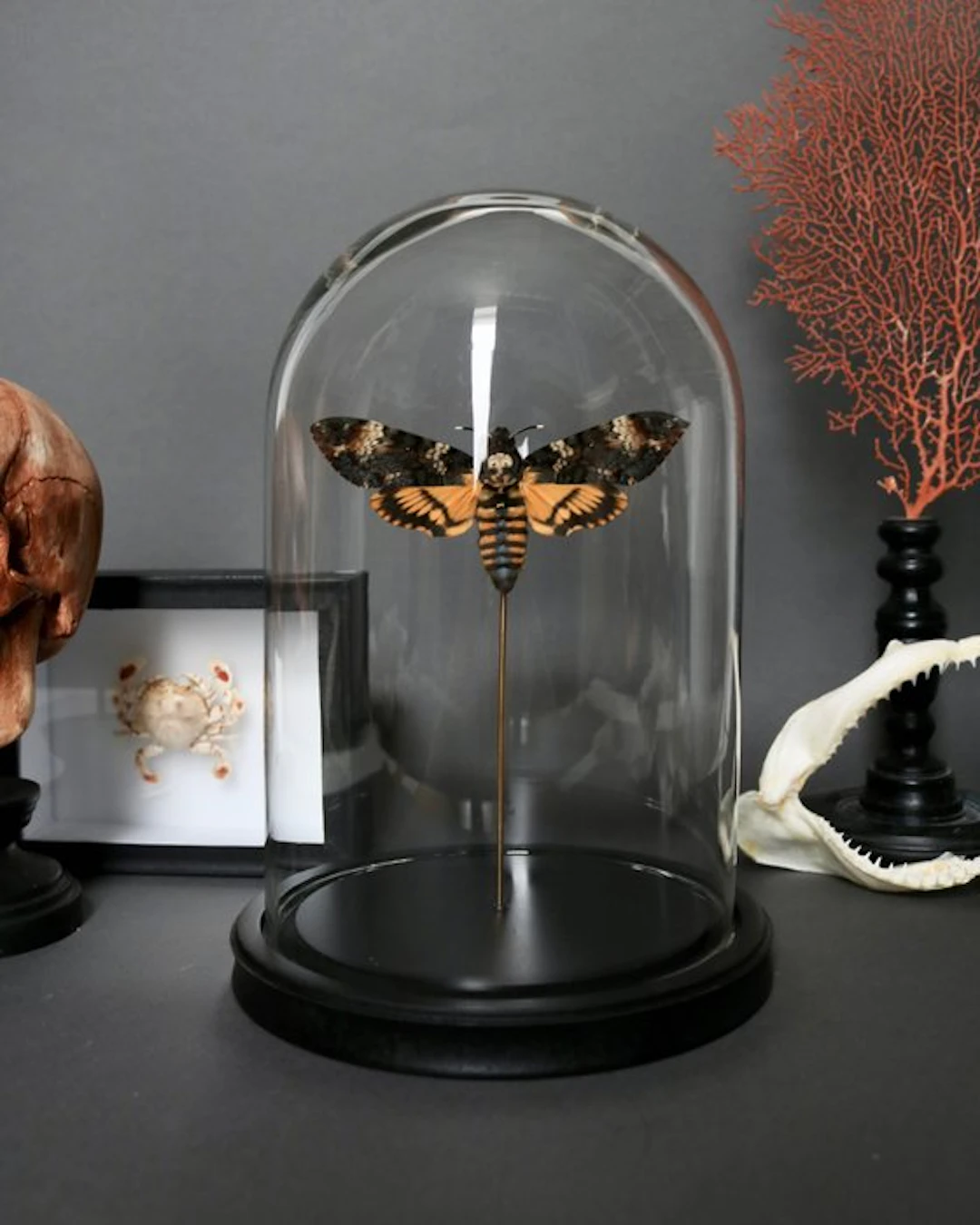 Moth Taxidermy full body mount - Acherontia atropos - 25...