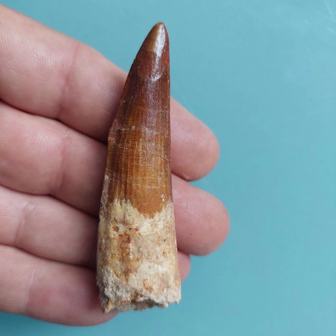Spinosaur - Fossil tooth - 77 mm - 25 mm