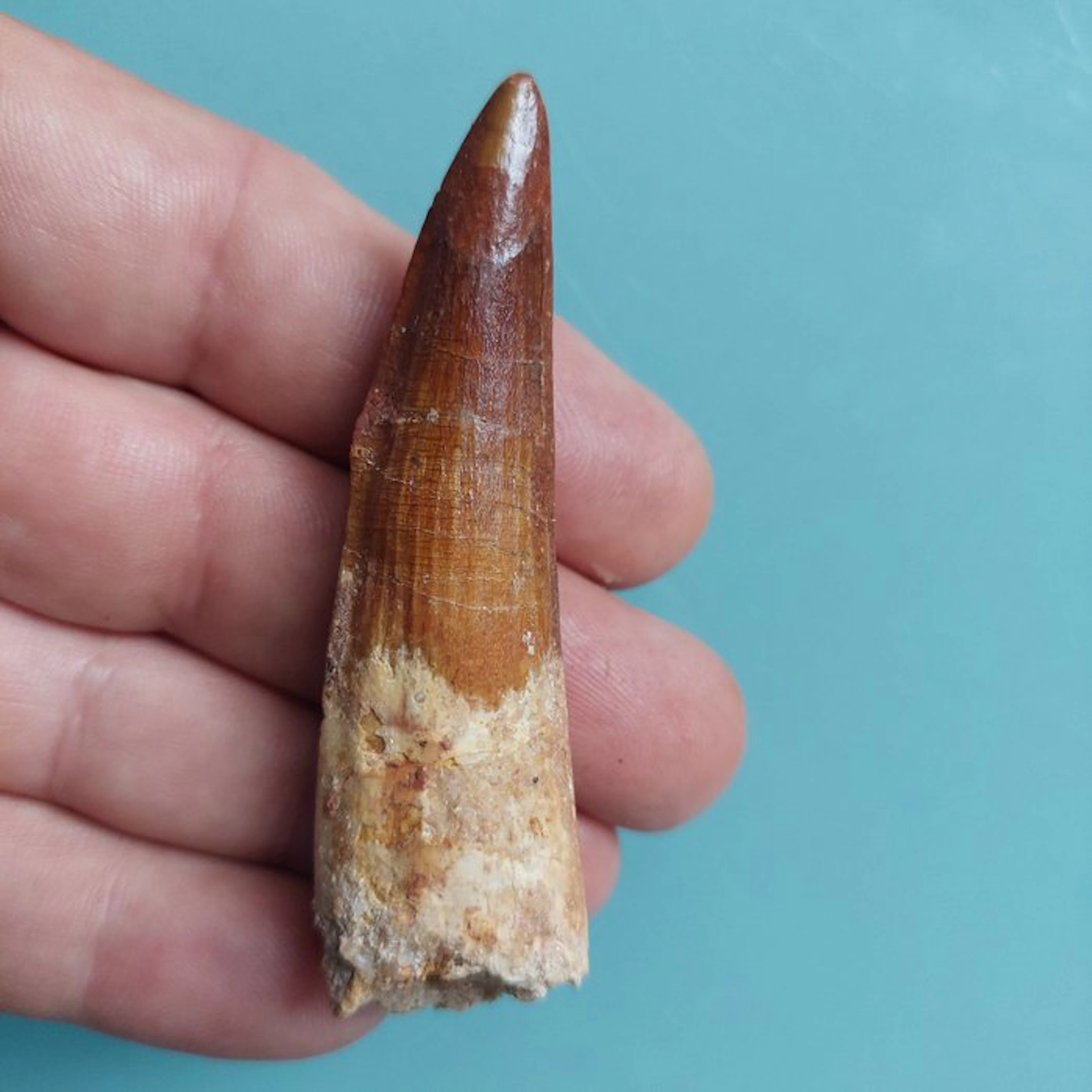 Spinosaur - Fossil tooth - 77 mm - 25 mm