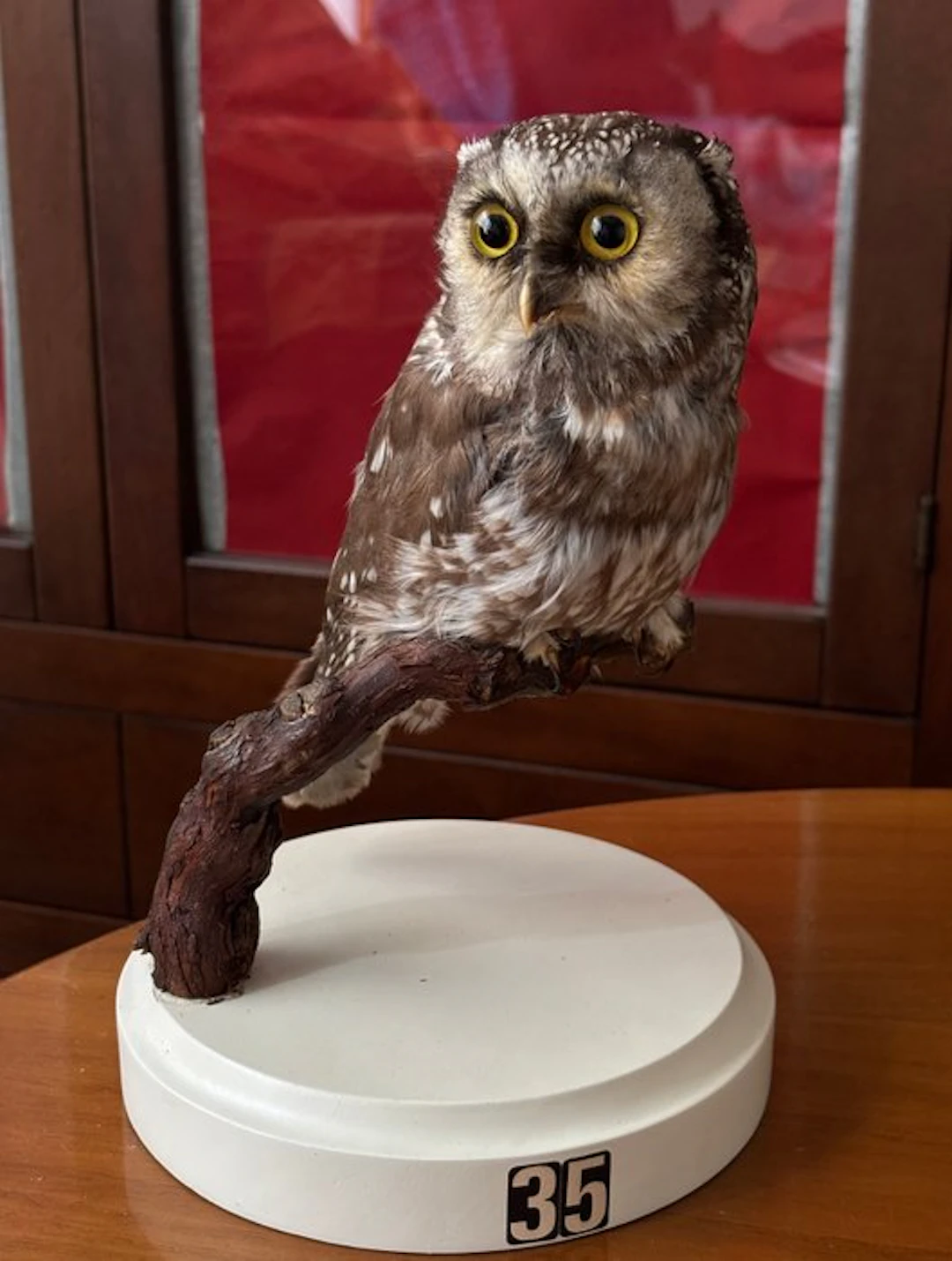 Civetta Capogrosso Taxidermy full body mount - Aegolius...