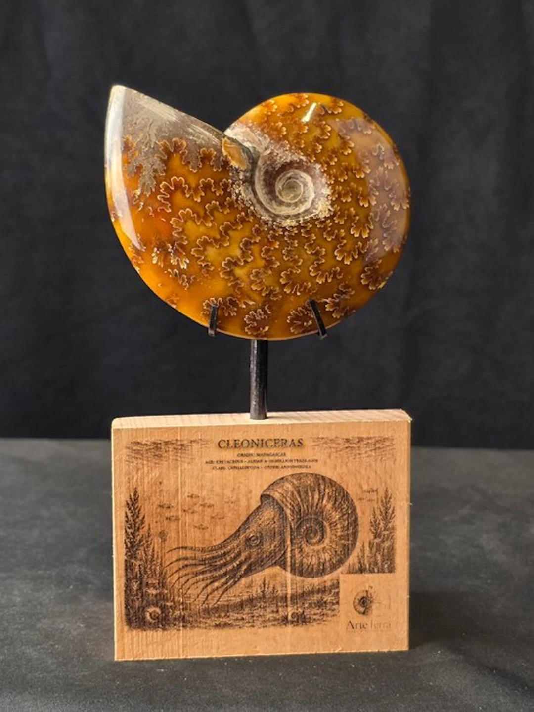 Ammonite - Fossilised animal - Cleoniceras Ammonite...
