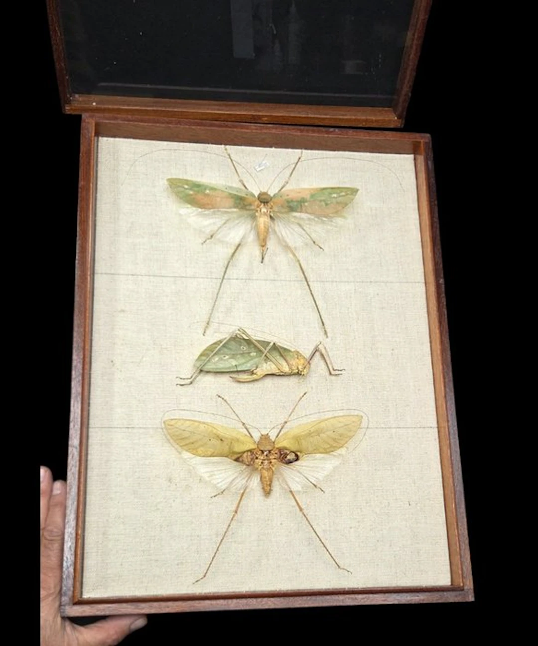 Rare monster leaf grasshoppers insects perfect-ex French...