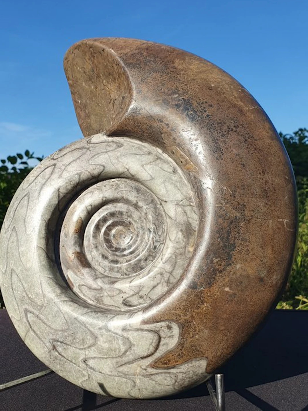 Rare Large Polished Goniatite Devonian Manticoceras