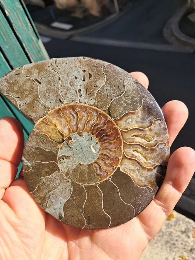 Ammonite - Fossilised animal - cleoniceras - 12.3 cm - 9.4 cm (No