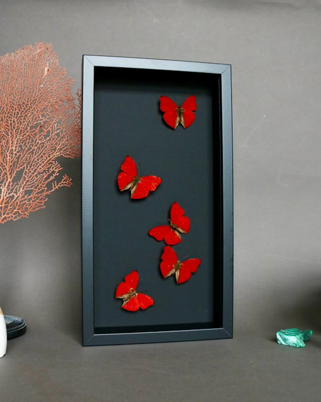 Butterfly Taxidermy full body mount - Cymothoe sangaris...
