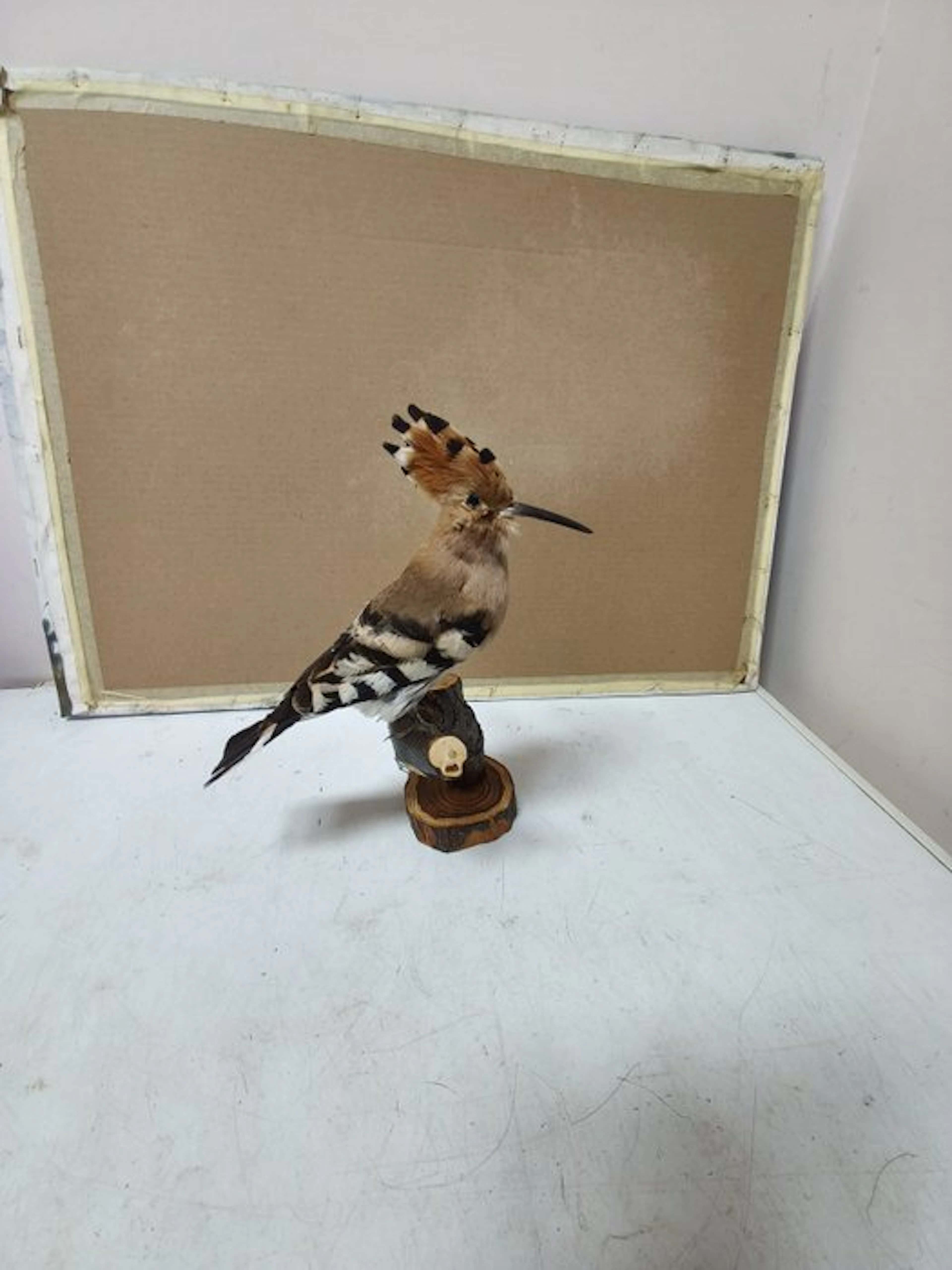 hoopoe Taxidermy full body mount - Epops - 15 cm - 8 cm - 25 cm