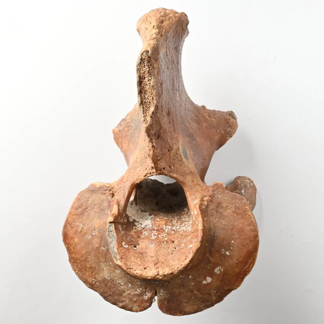 Wisent - Fossil vertebra bone - Bison priscus - 24.5 cm...