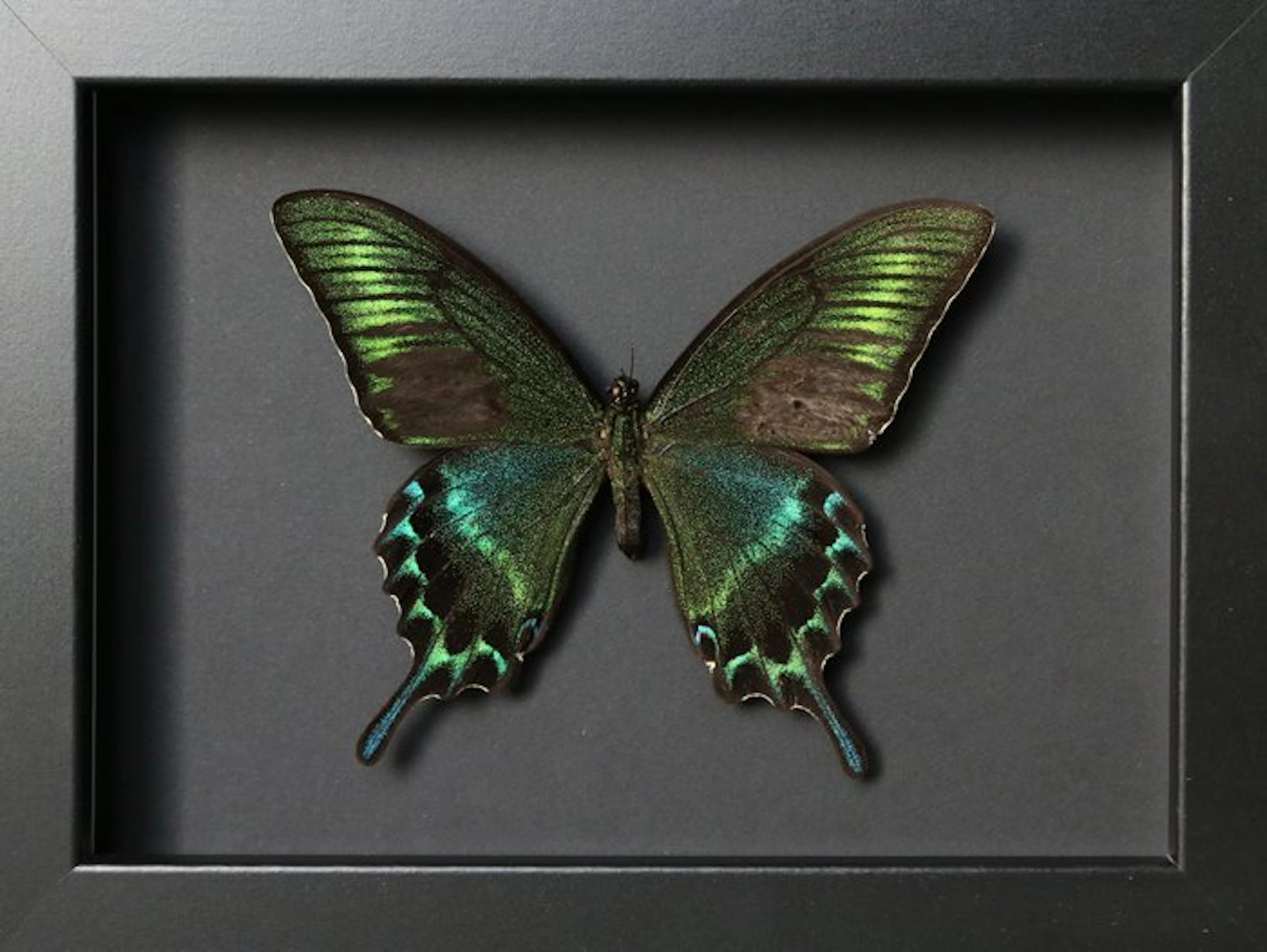 Butterfly Taxidermy full body mount - Papilio maackii (...
