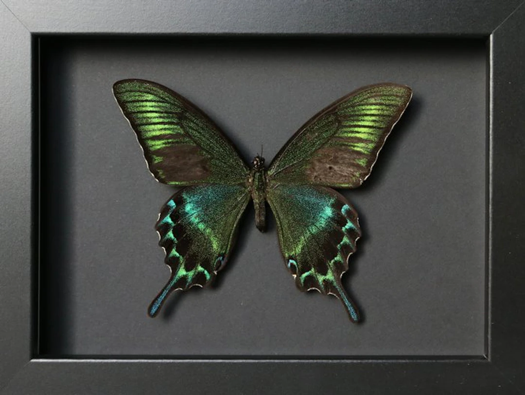 Butterfly Taxidermy full body mount - Papilio maackii (...