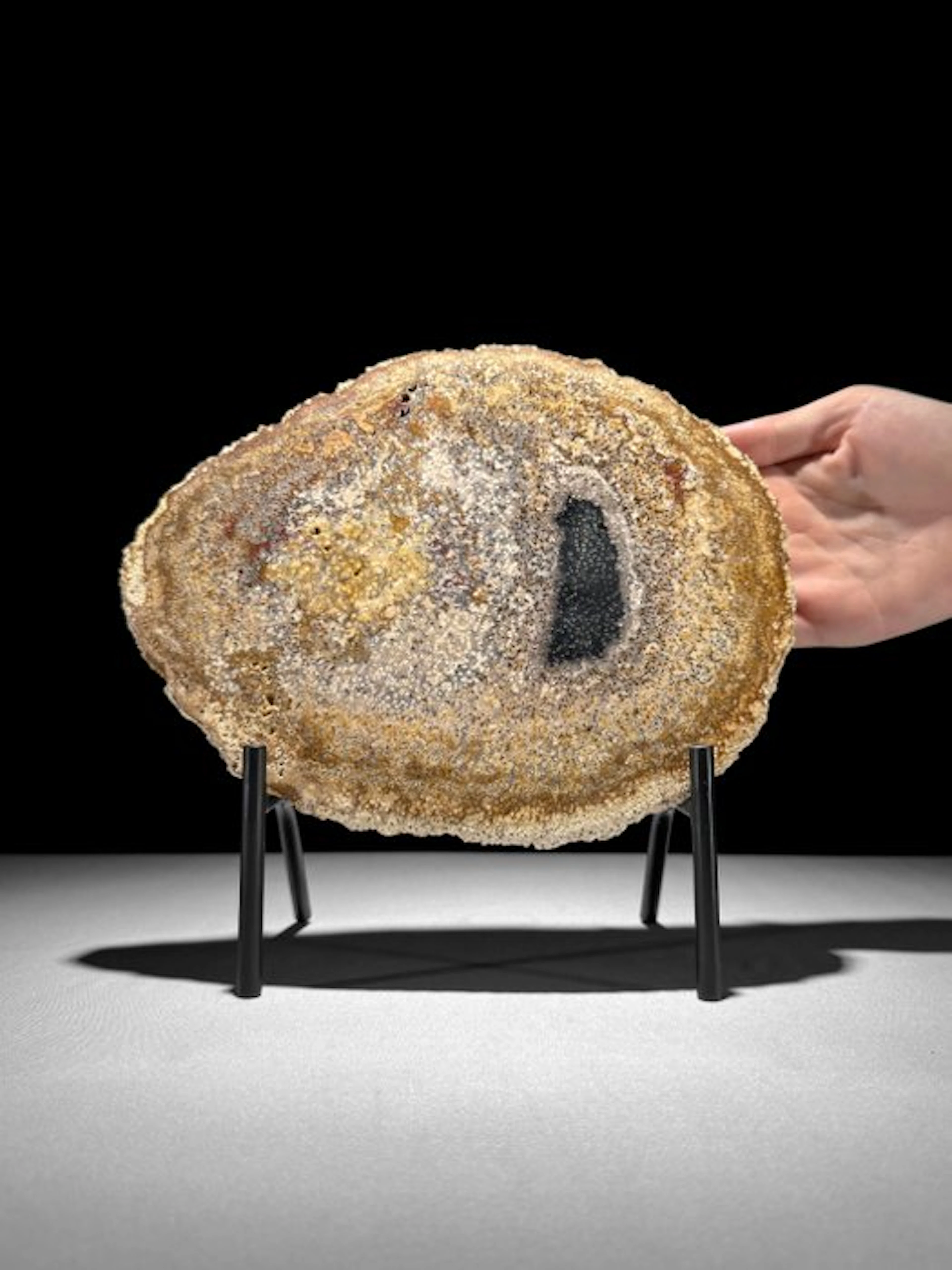 Wonderful Petrified Palm Root slice on a custom stand...