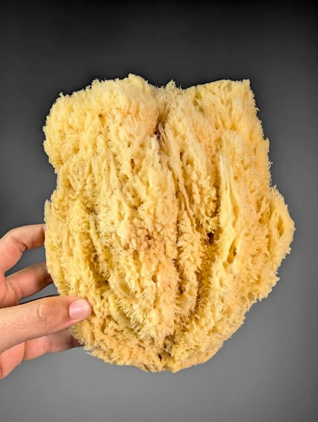 Pair of Natural Sea Sponges Taxidermy full body mount...
