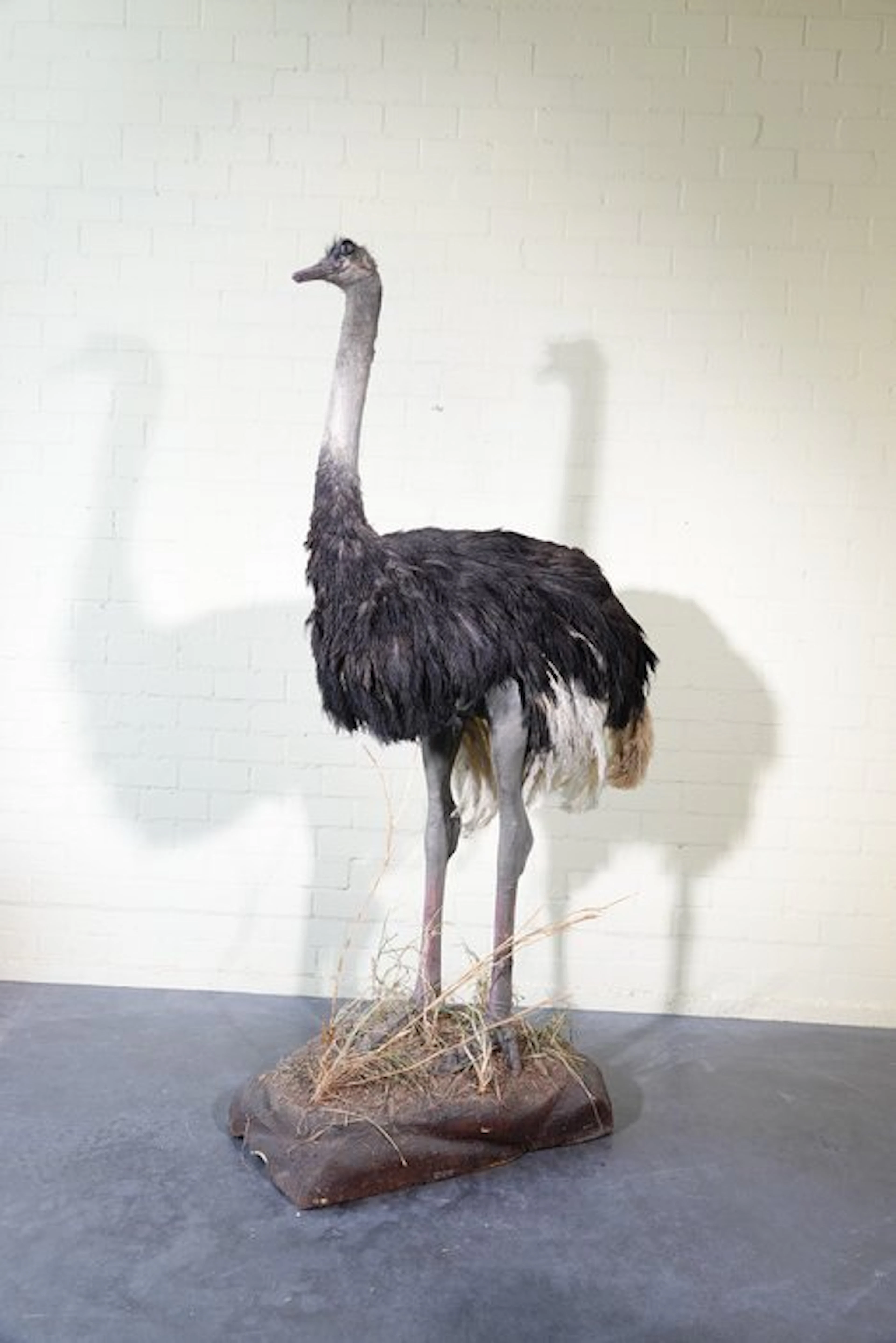 Ostrich fullmount Taxidermy wall mount - Struthio camelus...