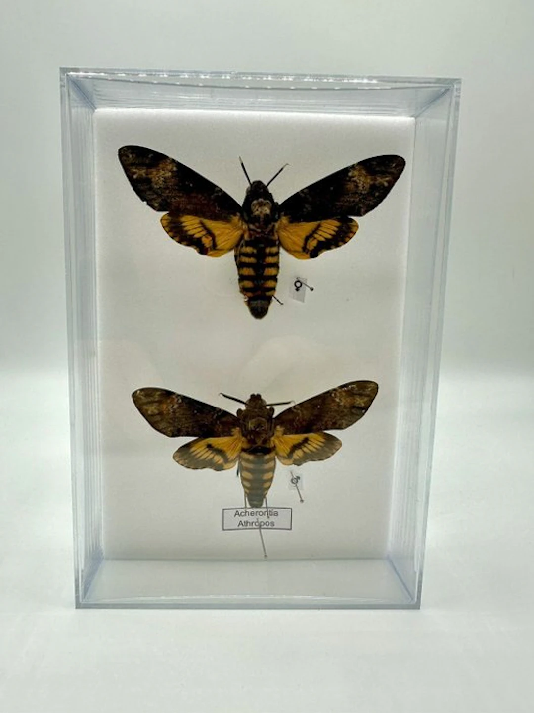 Moth Taxidermy full body mount - Acherontia atropos - 22.5 cm - 14.5