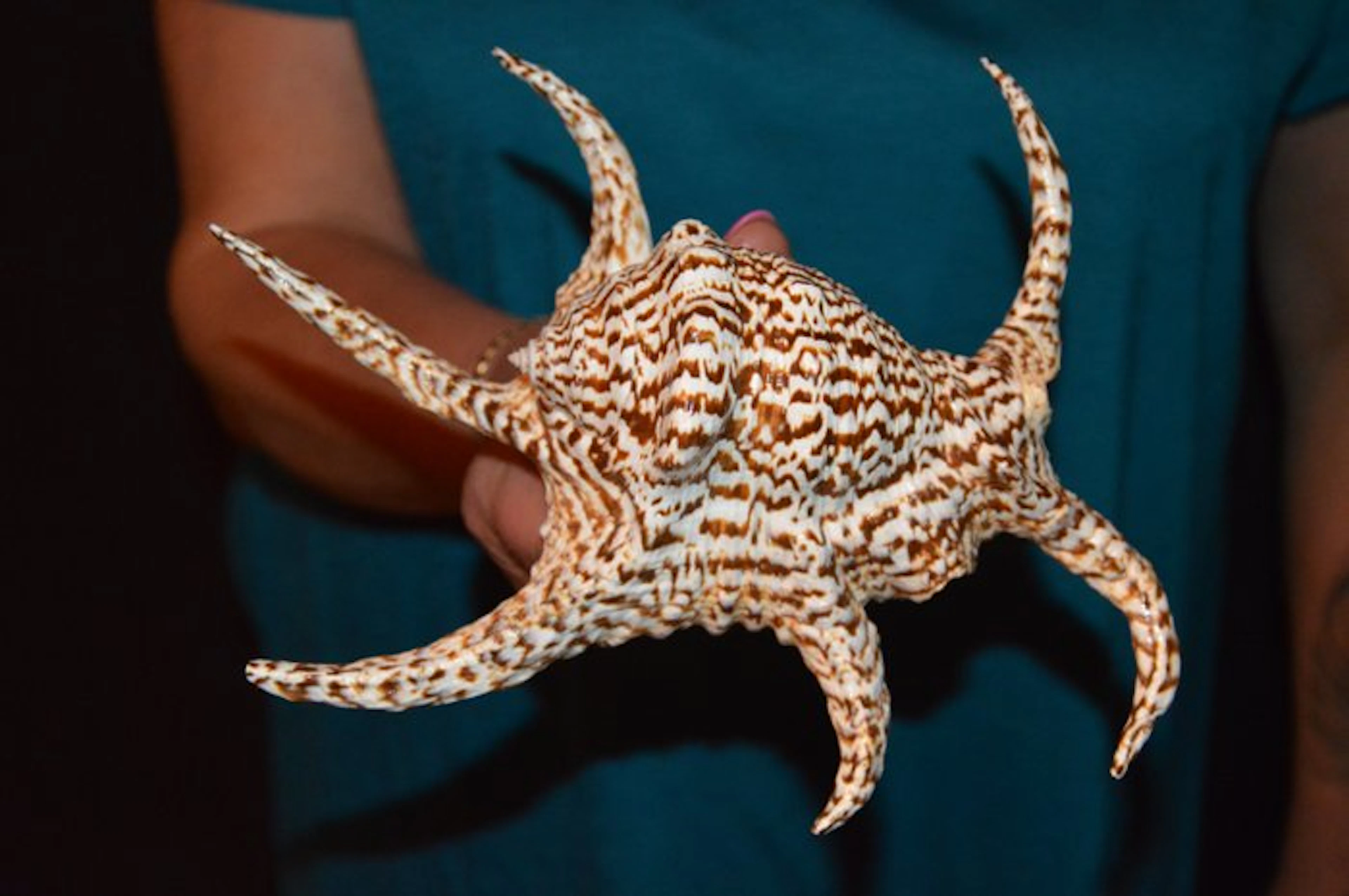 Sea Snail Sea shell - S-649 HARPAGO CHIRAGRA (No reserve price)