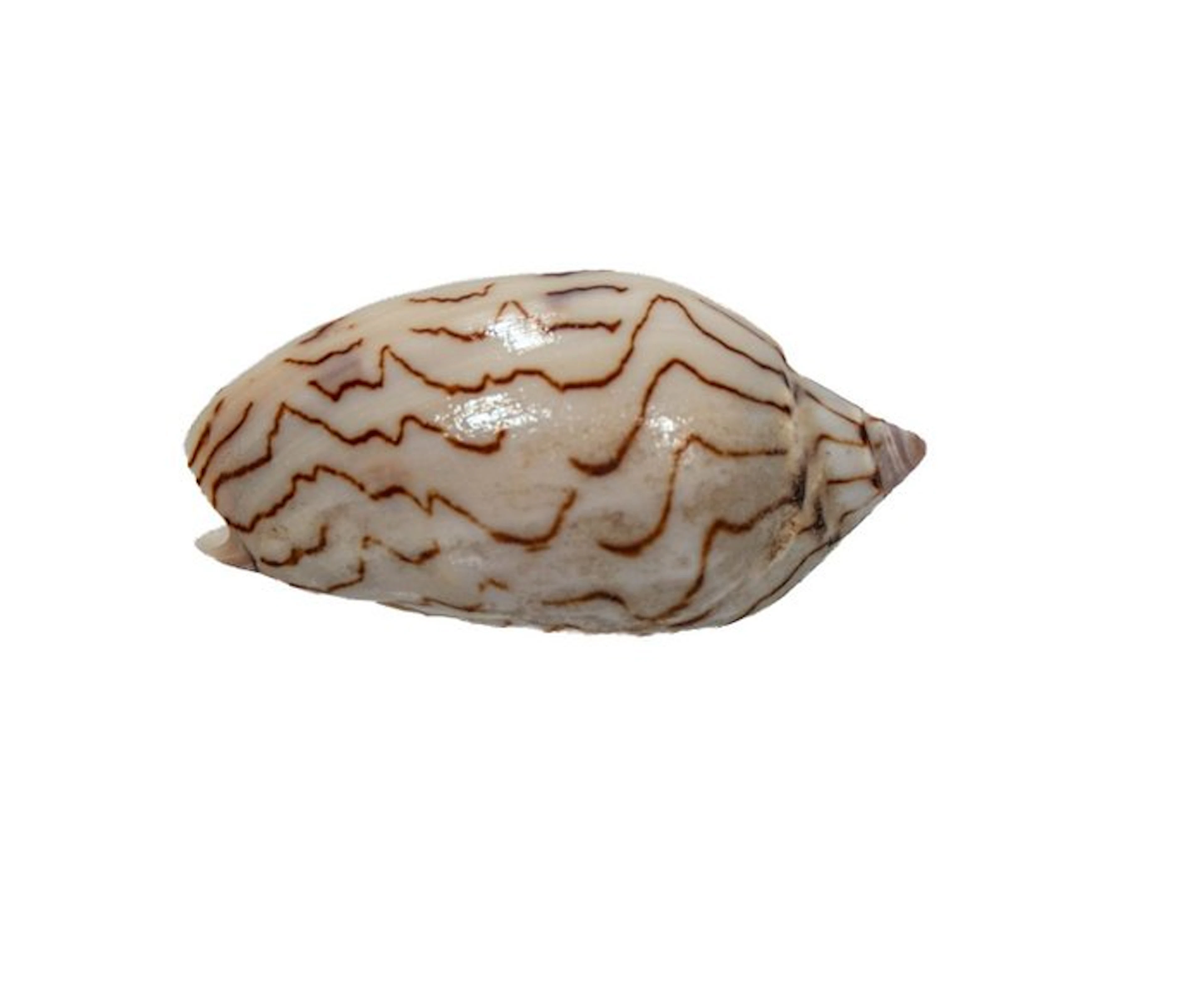 Amoria macandrevi – 50 mm – Perfect GEM quality (Barrow Island