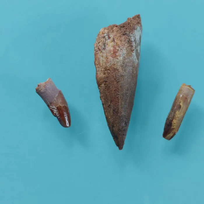 Dinosaur - Fossil tooth - Abelisaurus