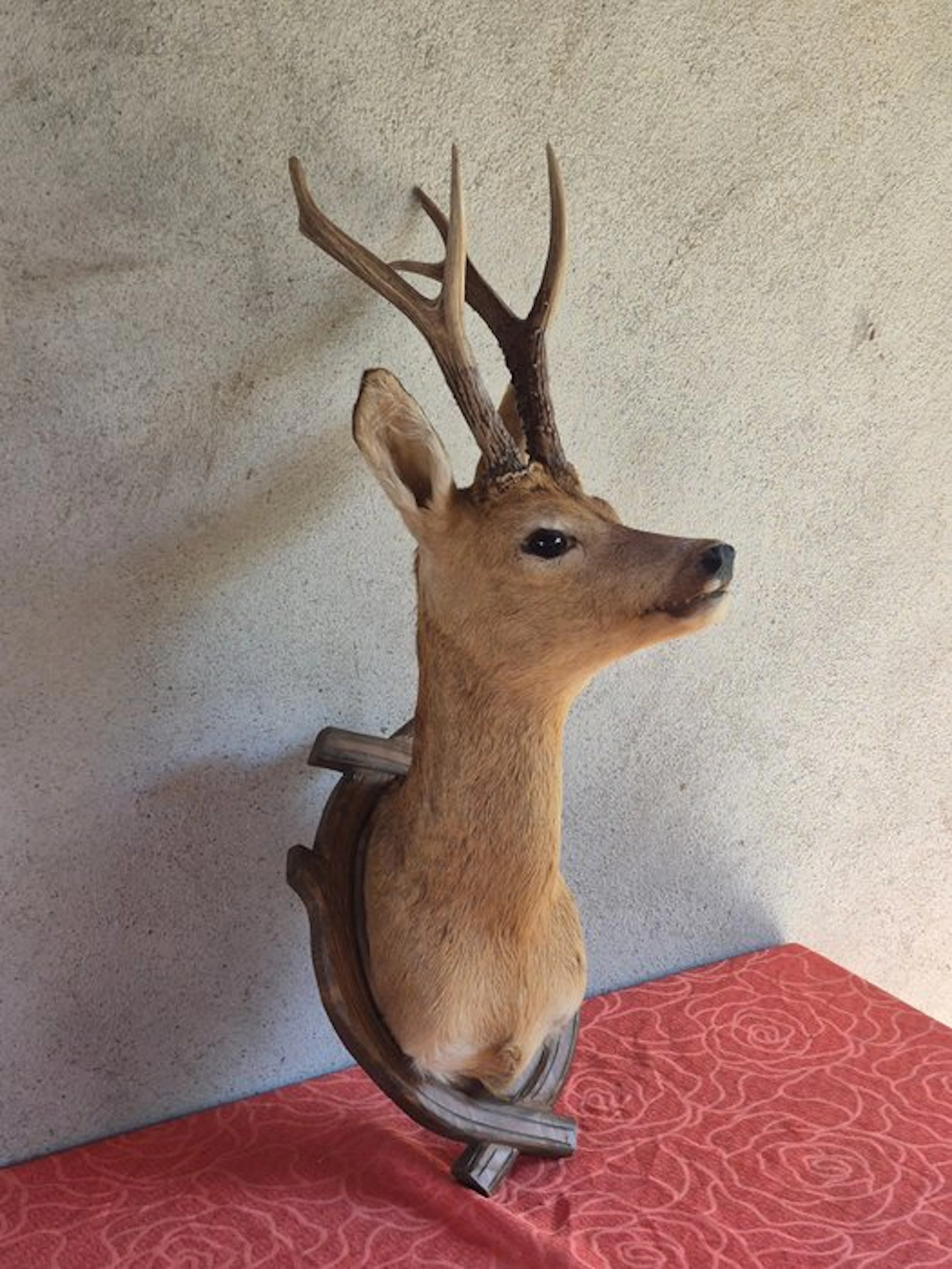 Roebuck Taxidermy wall mount - Capreolus capreolus - très...