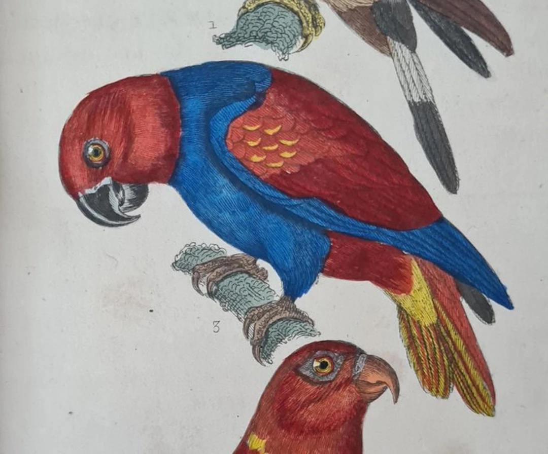 Buffon - Oeuvres complètes: Oiseaux - 49 handgekleurde afbeeldingen o.a