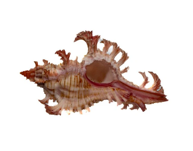 Chicoreus aculeatus 46mm | Filigree Spiny Snail - Rare...