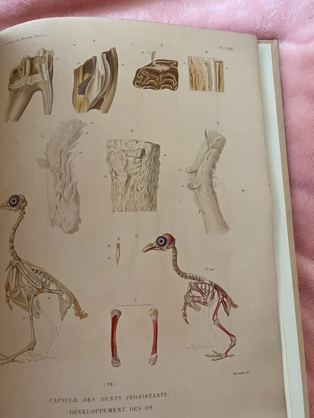 Pierre FLOURENS - TEETH AND BONES Recherches sur le...
