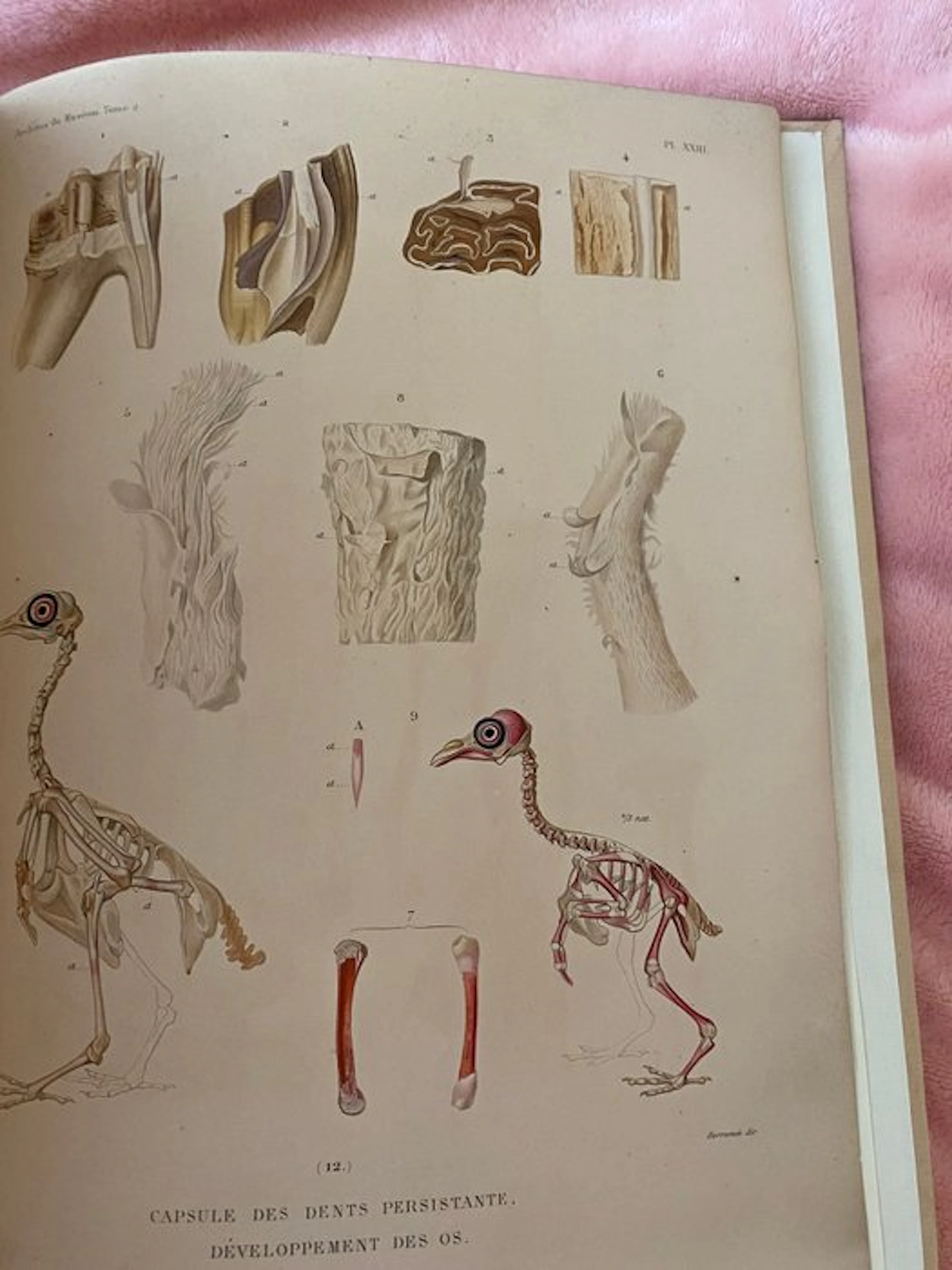 Pierre FLOURENS - TEETH AND BONES Recherches sur le...