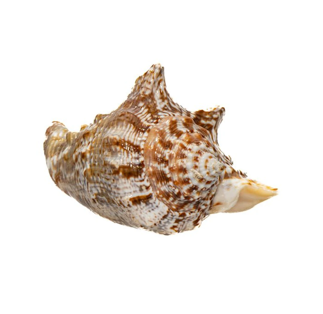 Collector's snail Strombius raninus / Taxidermy full body...