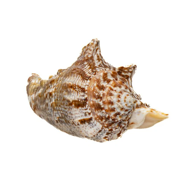 Collector's snail Strombius raninus / Taxidermy full body...