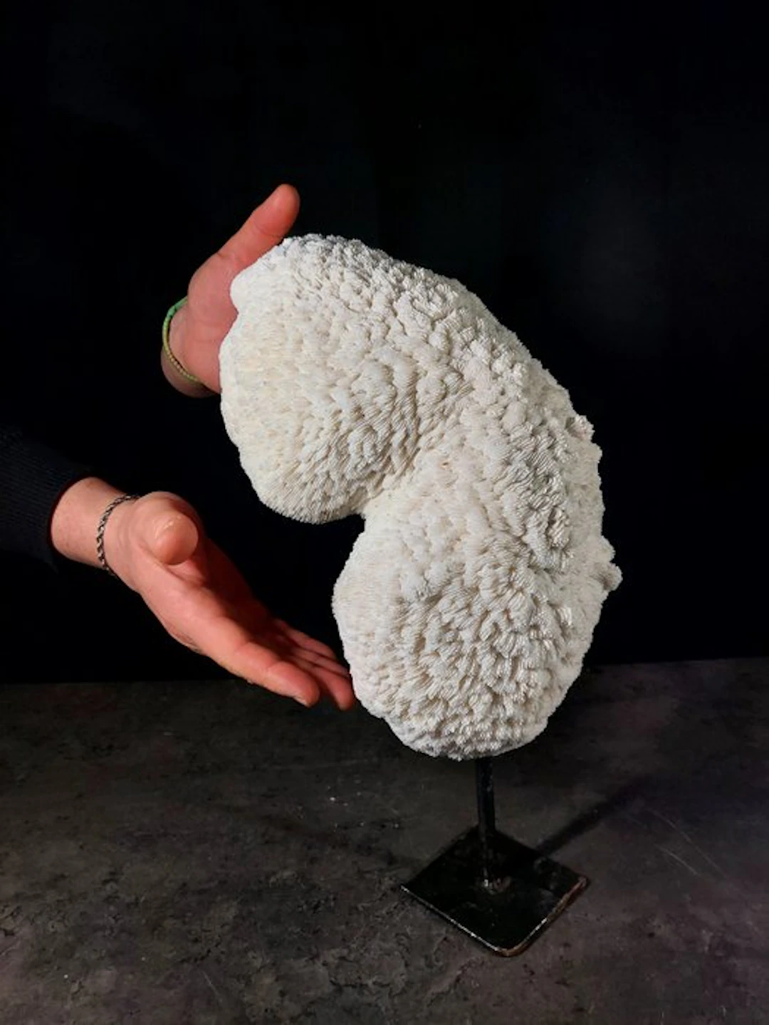 coral bowl Taxidermy full body mount - Halomitra pileus...