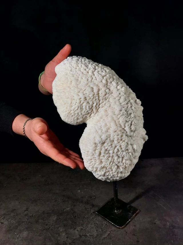 coral bowl Taxidermy full body mount - Halomitra pileus...