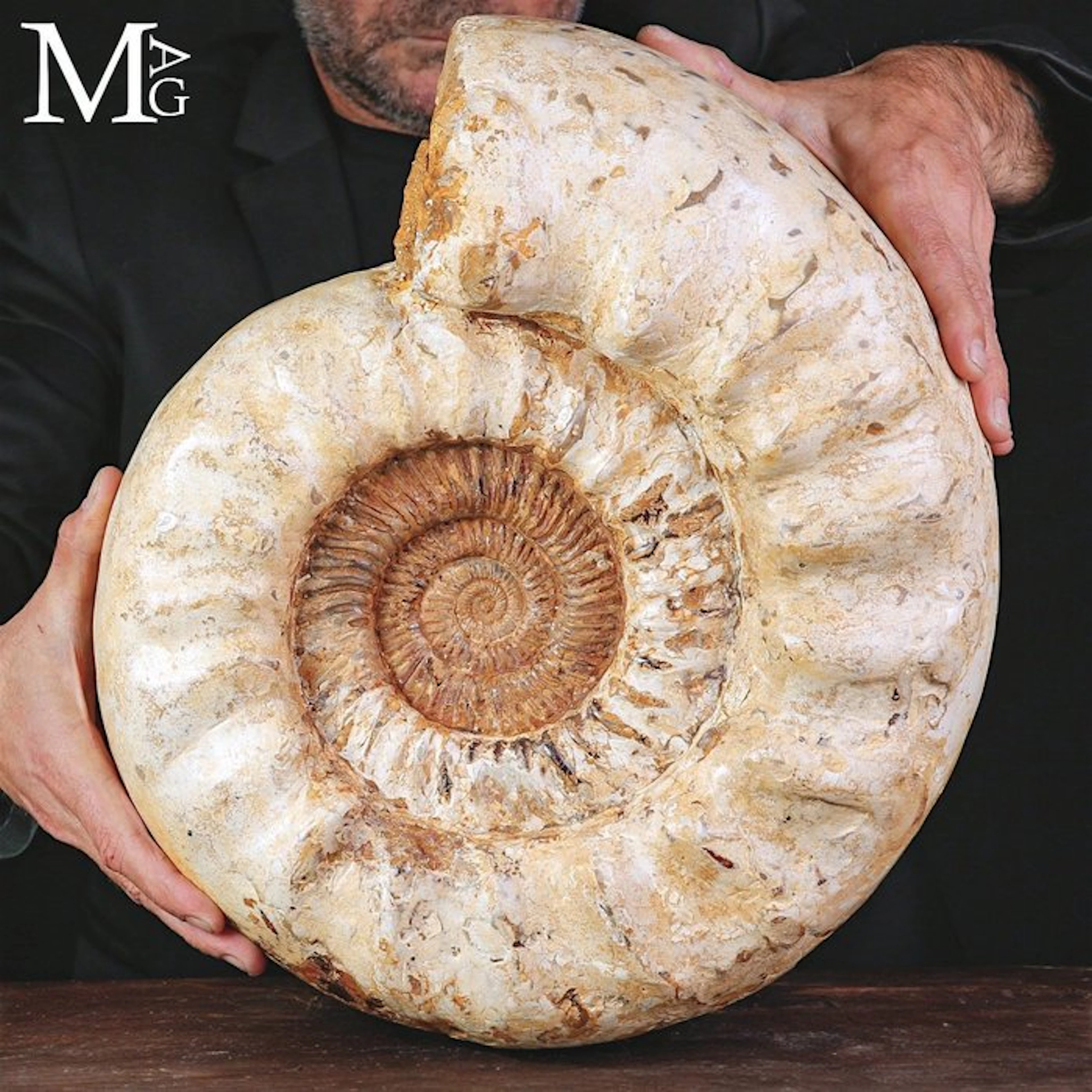 Monumental Kranaosphinctes Ammonite Fossil - Exquisitely...