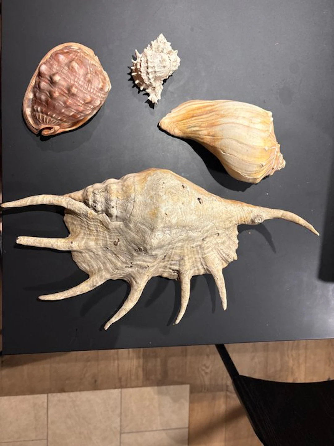 Lambis Sea shell - Lambis truncata