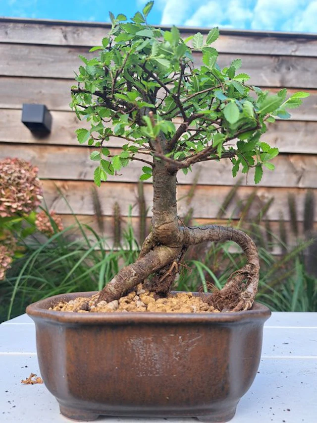 Chinese elm bonsai (Ulmus parviflora) - Height (Tree): 17...