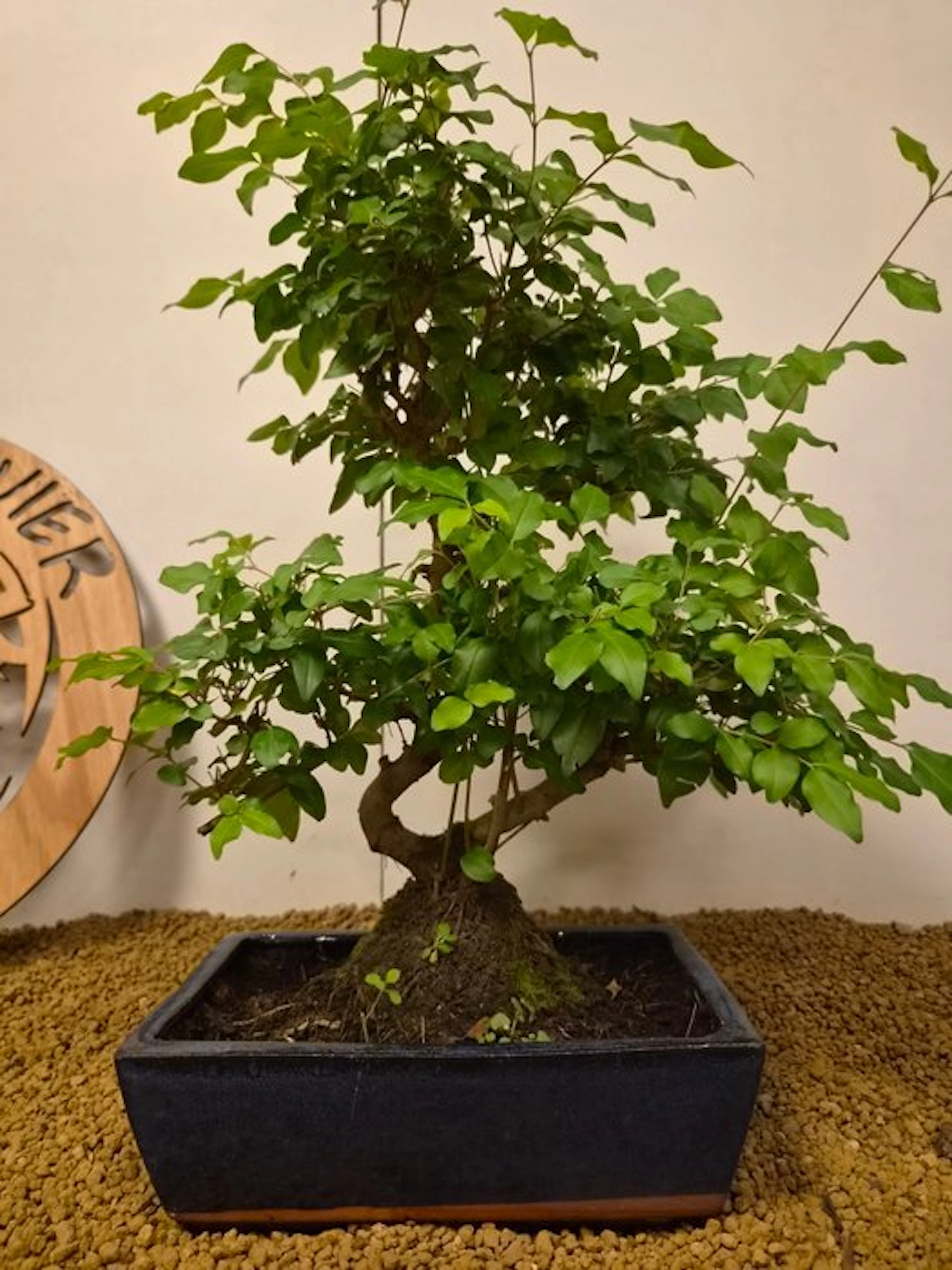 Privet bonsai (Ligustrum) - Height (Tree): 45 cm - Depth (Tree): 35