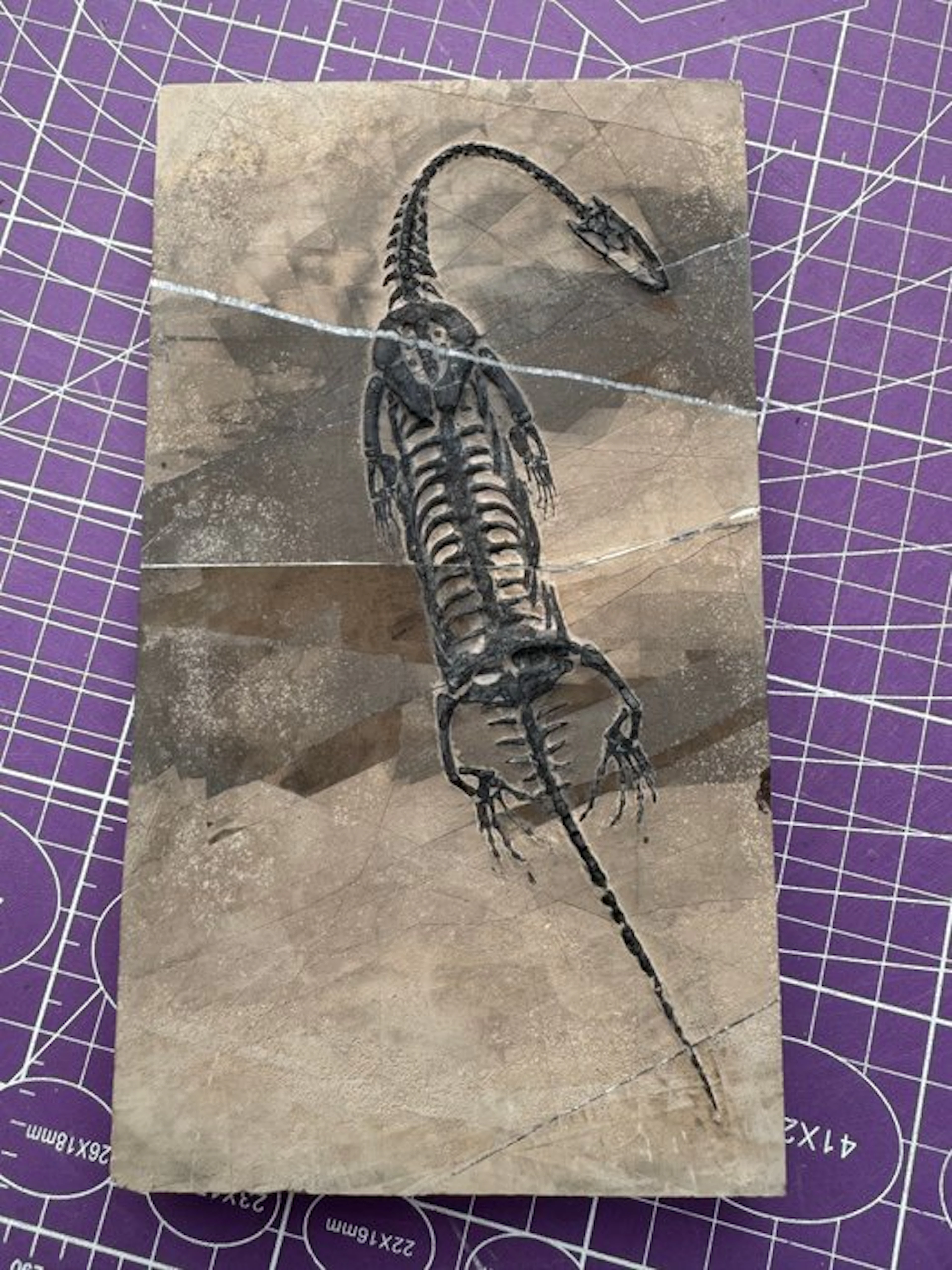 Fossil reptile: Keichousaurus - a rare testimony from the...