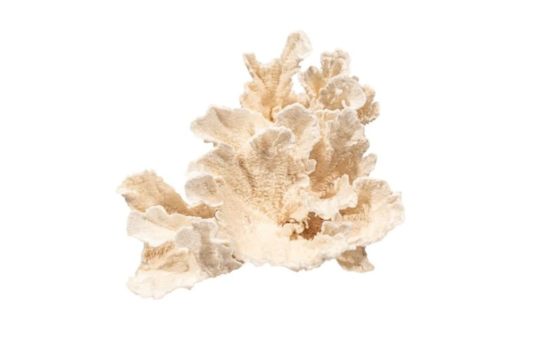 Rare broad-leaved Glucke (Sparassis spathulata) – Dried...