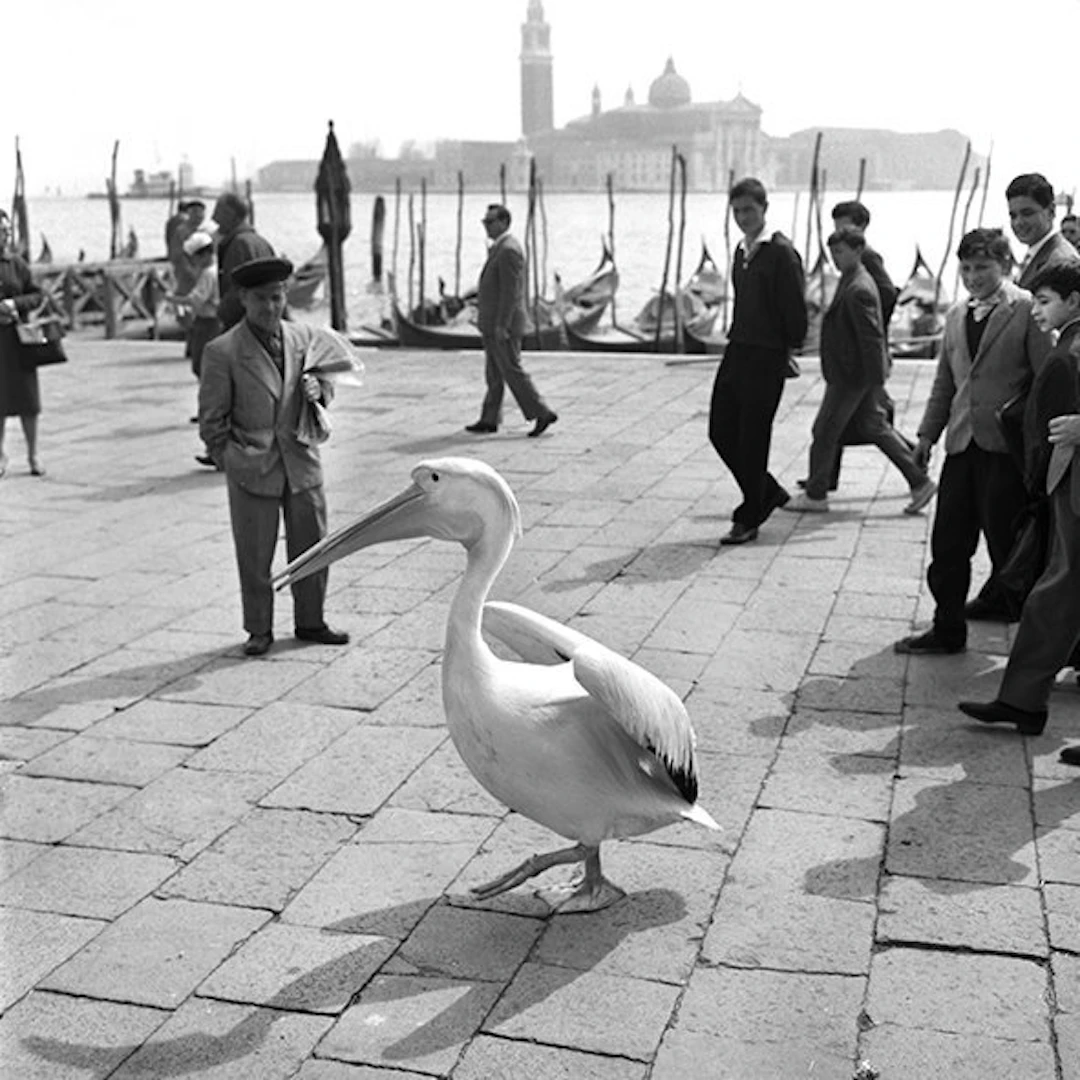 Camerapohoto Epoche/Vittorio Pavan - 35-Pellicano a Venezia 1954