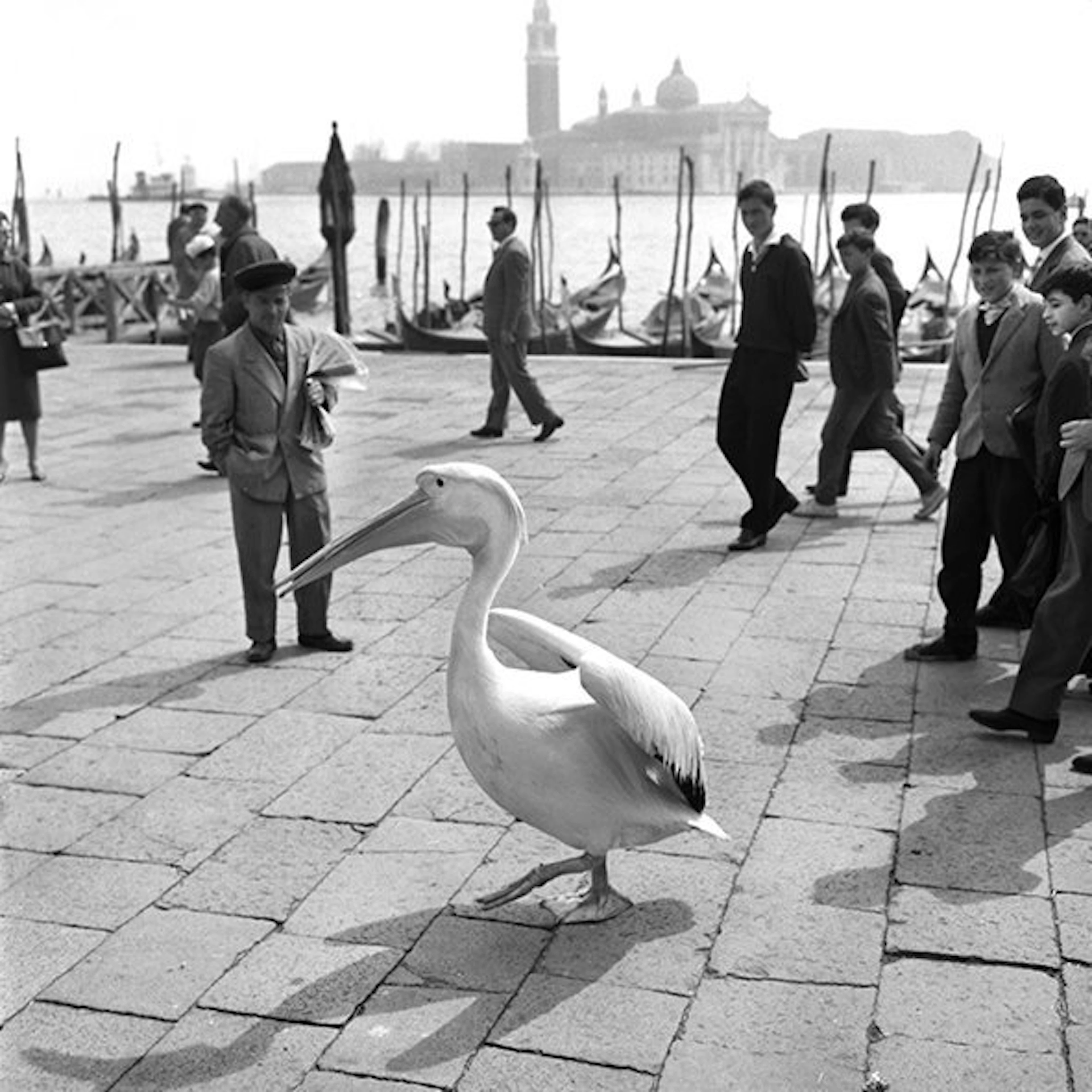 Camerapohoto Epoche/Vittorio Pavan - 35-Pellicano a Venezia 1954