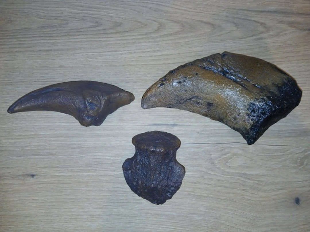 Set of 3 dinosaur claw replicas - Fossil fragment - Tyrannosaurus