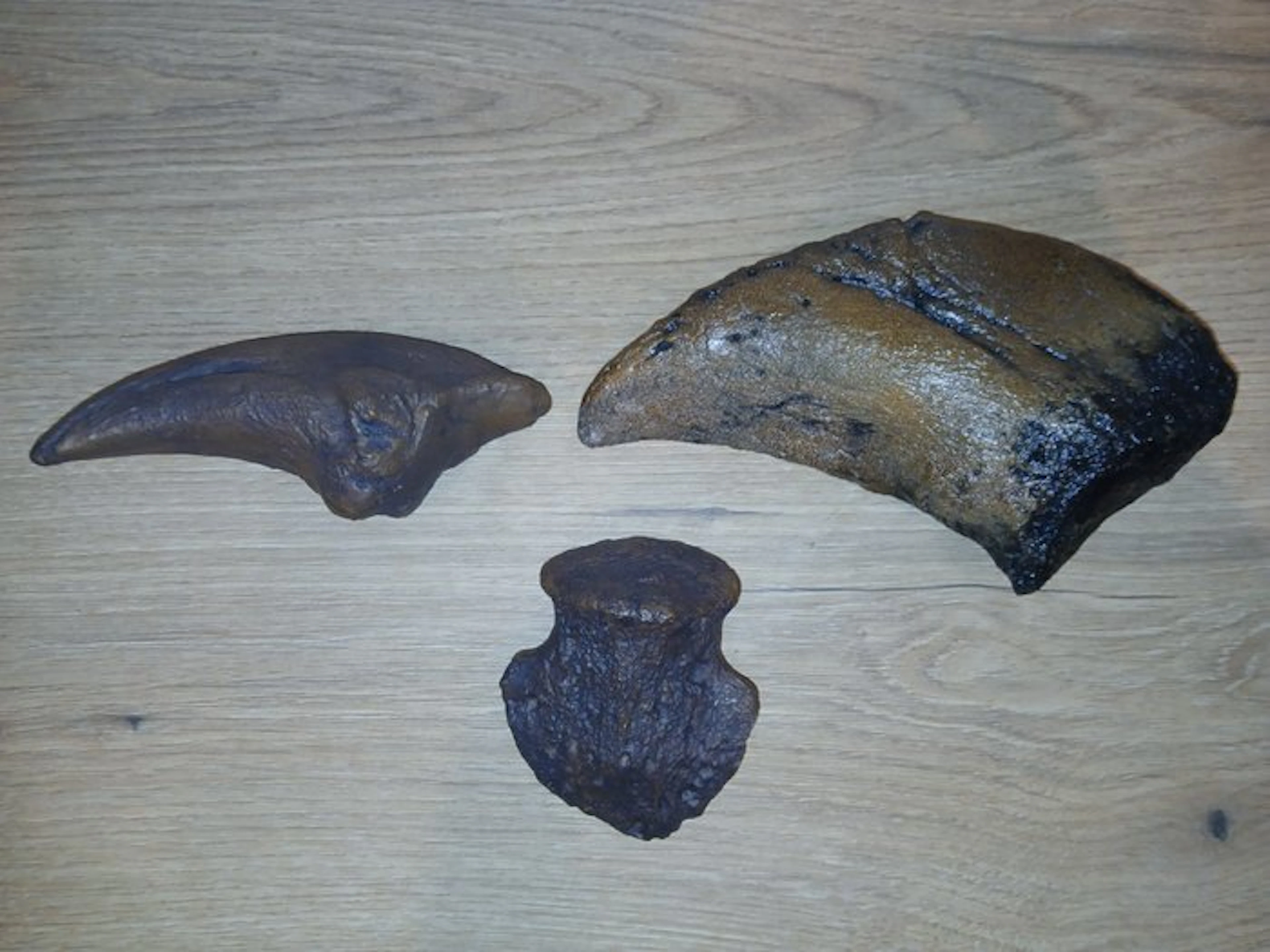 Set of 3 dinosaur claw replicas - Fossil fragment - Tyrannosaurus